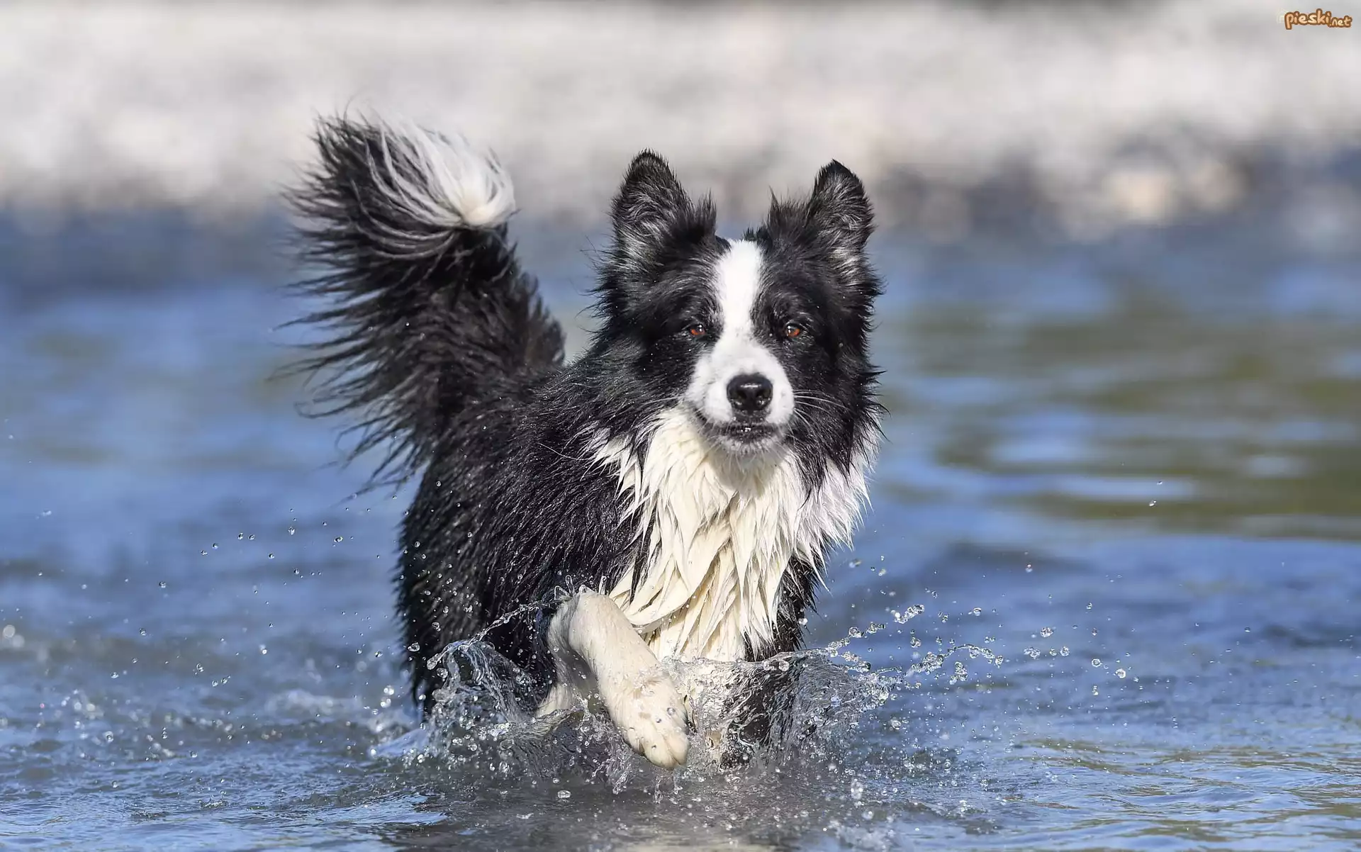 Biegnący, Pies, Border collie, Woda, Rozprysk