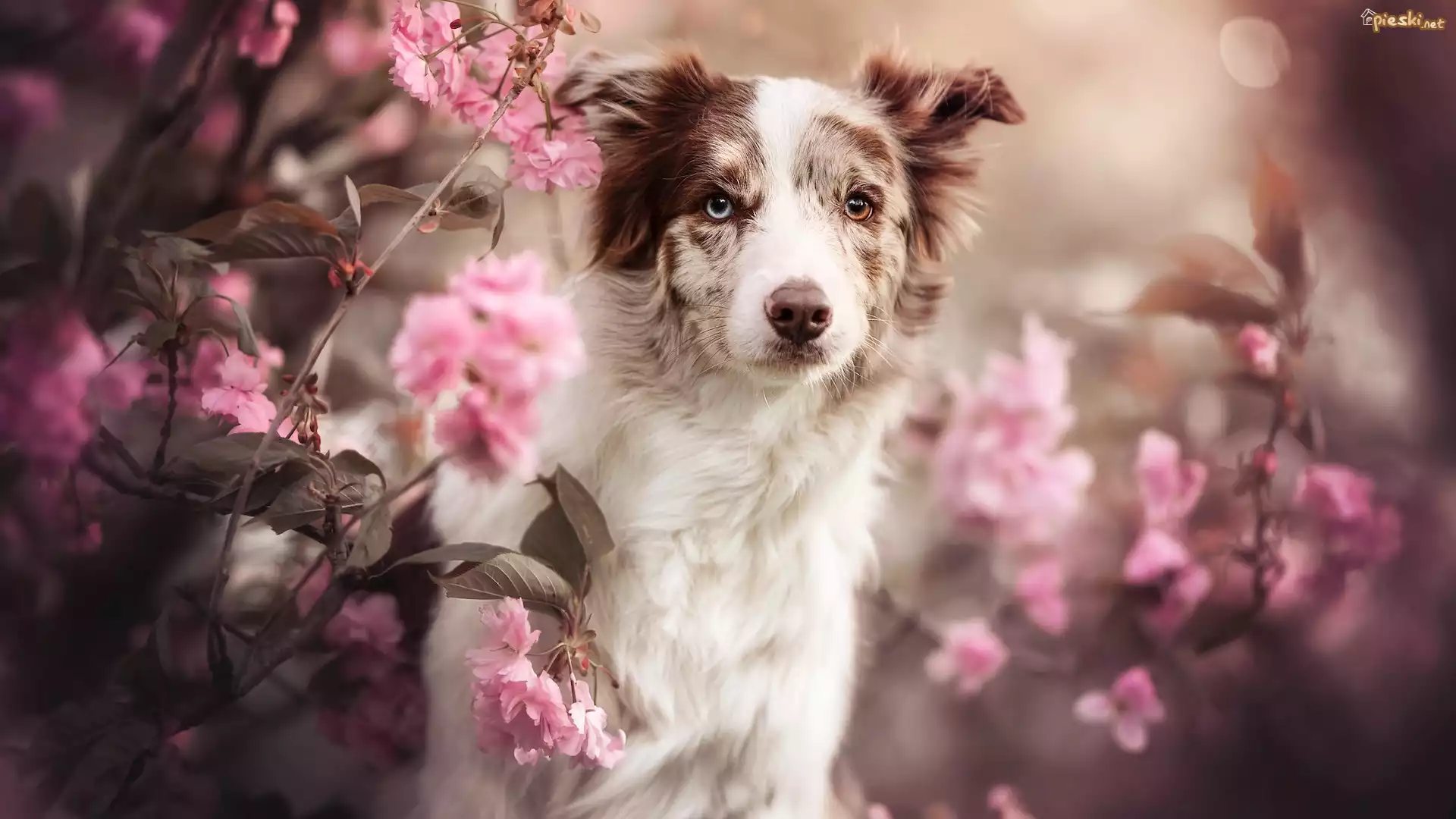 Pies, Border collie, Różowe, Kwiaty