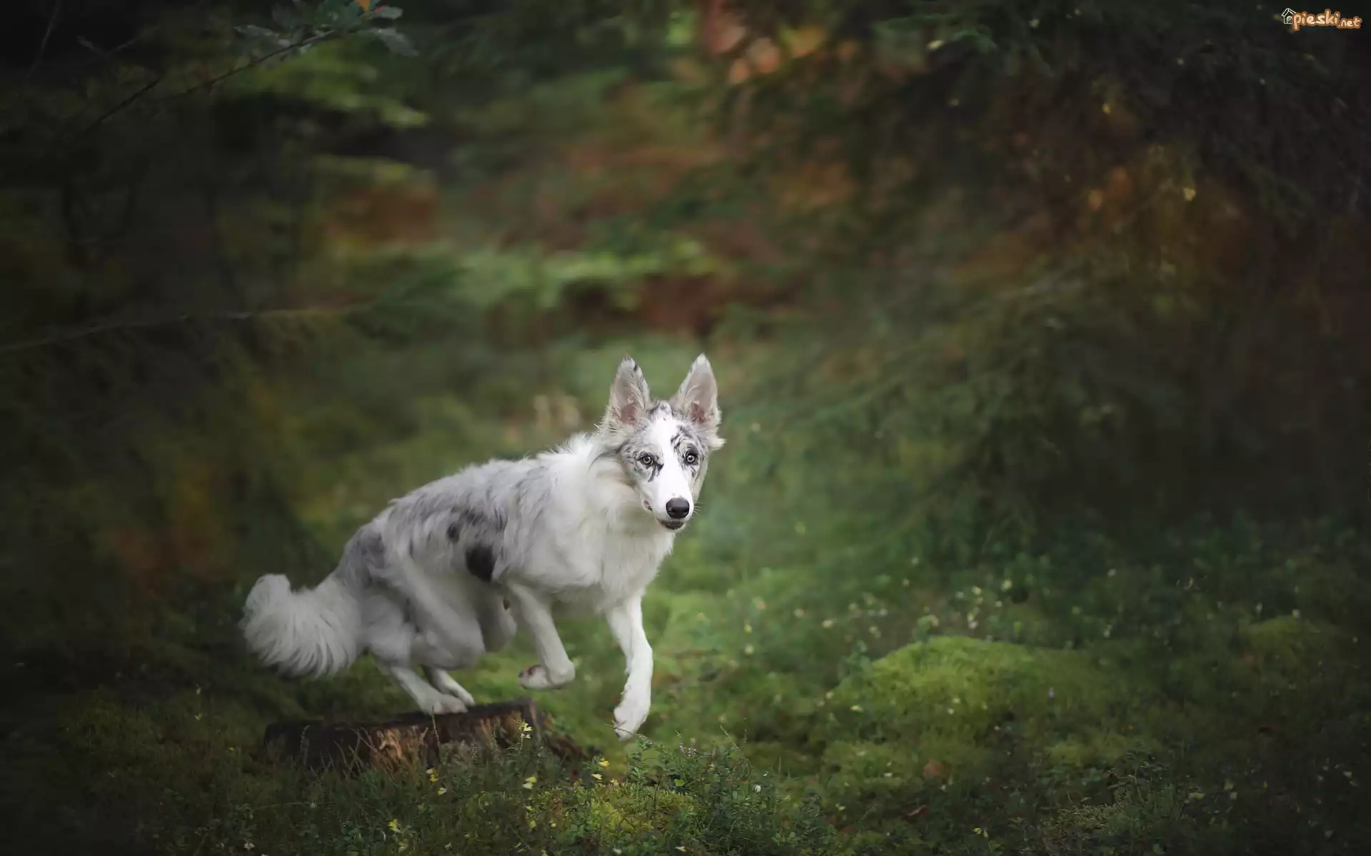 Border collie, Las, Pień