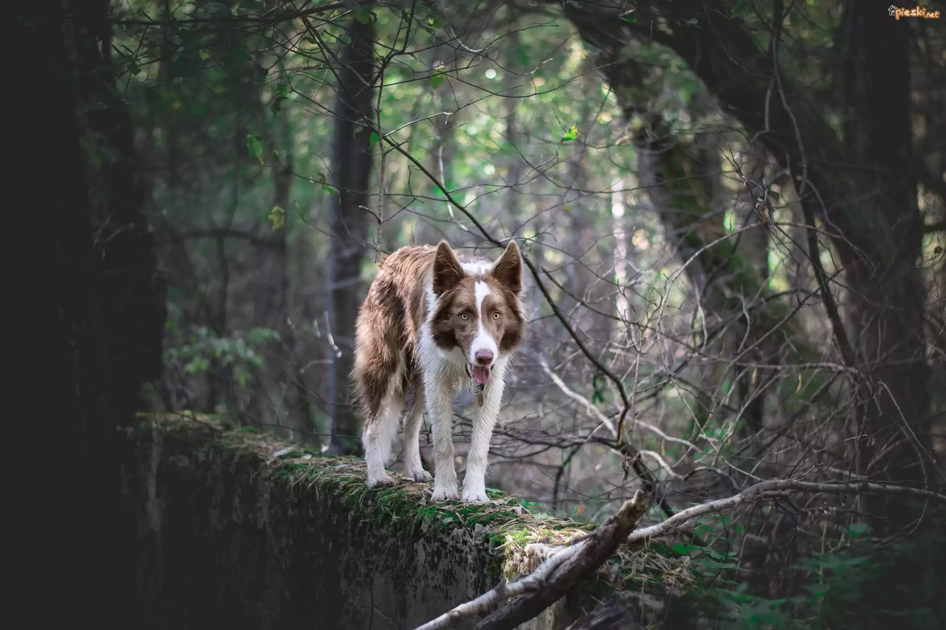 Pies, Border collie, Brązowo-biały, Drzewa, Murek