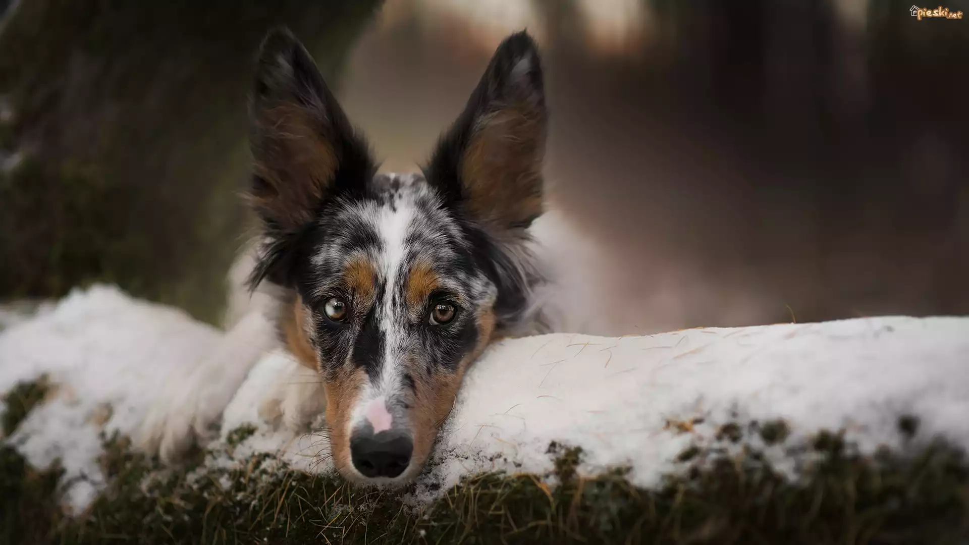 Pies, Border collie, Mordka, Śnieg, Rozmyte tło