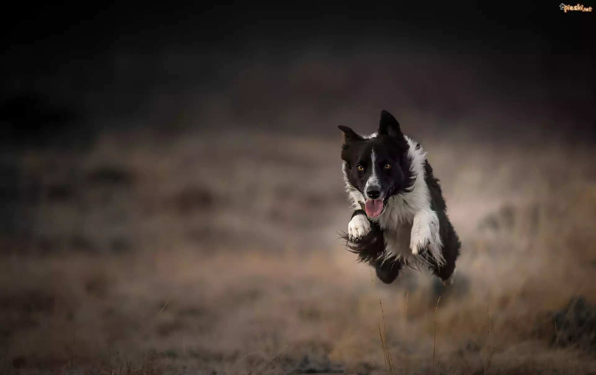 Border collie, Bieg, Skok, Rozmyte, Tło