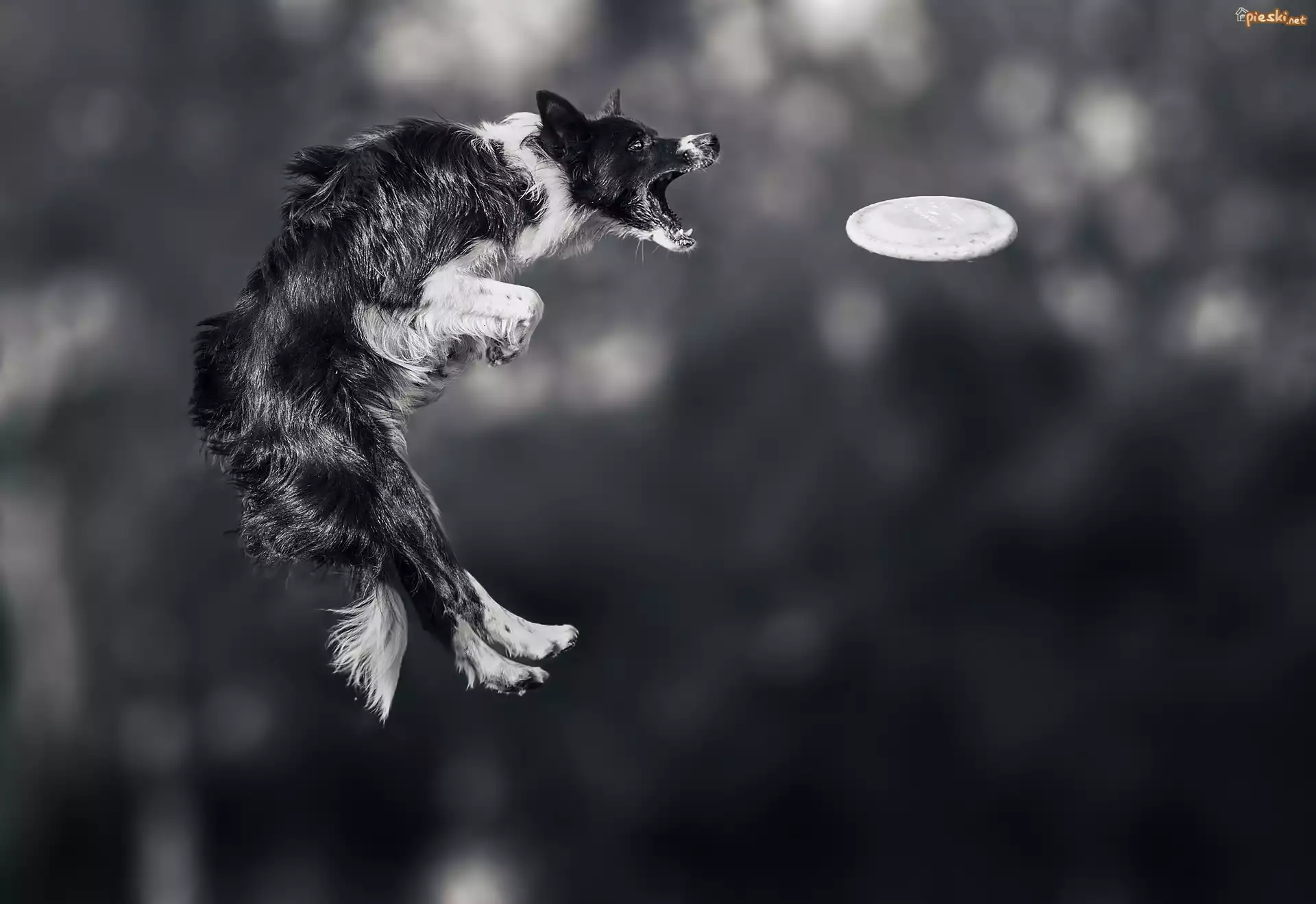 Border collie, Skok, Zawody, Sportowe, Frisbee