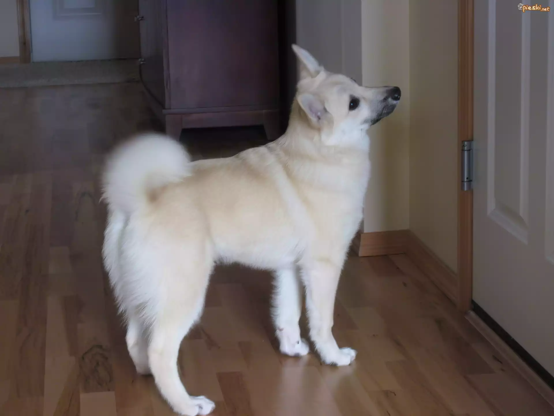 Norsk Buhund, panele