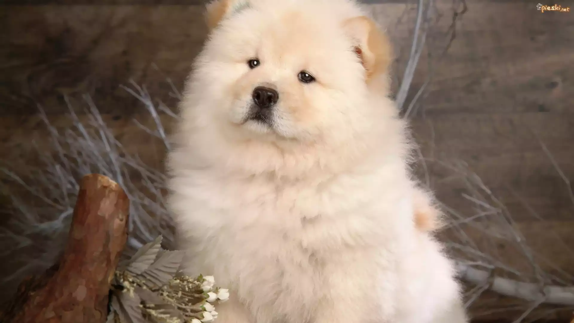 Dumny, Chow, Chow