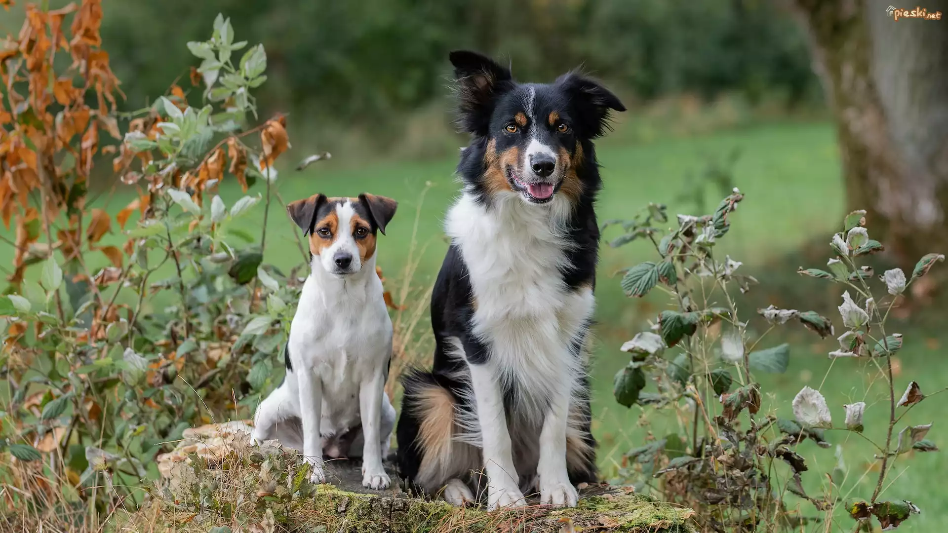 Dwa, Psy, Biało-brązowy, Pies, Czarno-biały, Border collie
