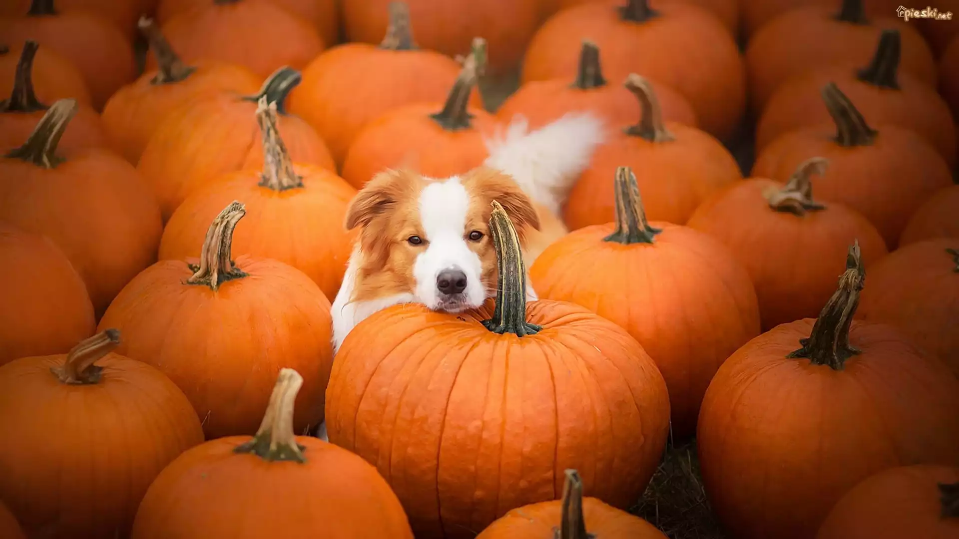 Border collie, Dynie