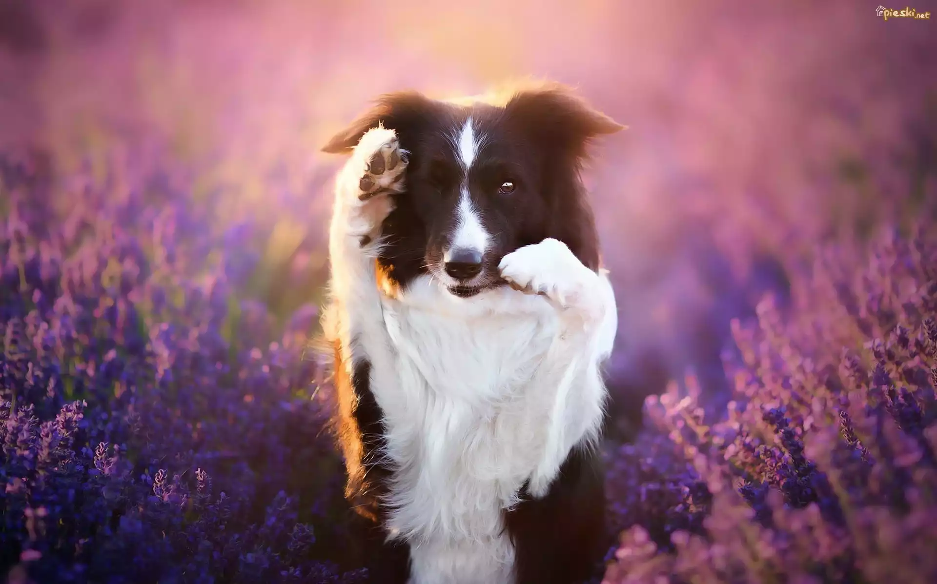 Border collie, Lawenda