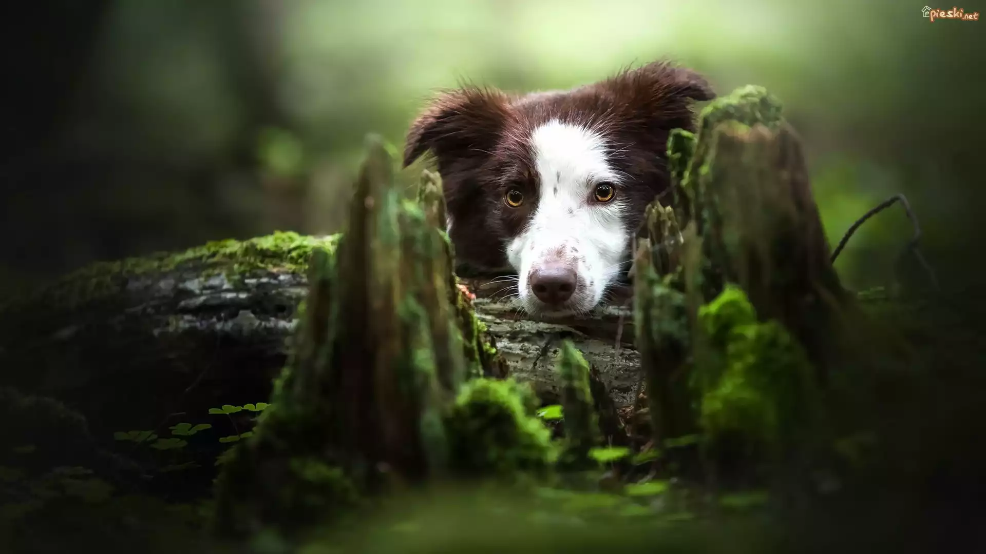 Border collie, Biało-brązowy, Spróchniały, Pień, Mech
