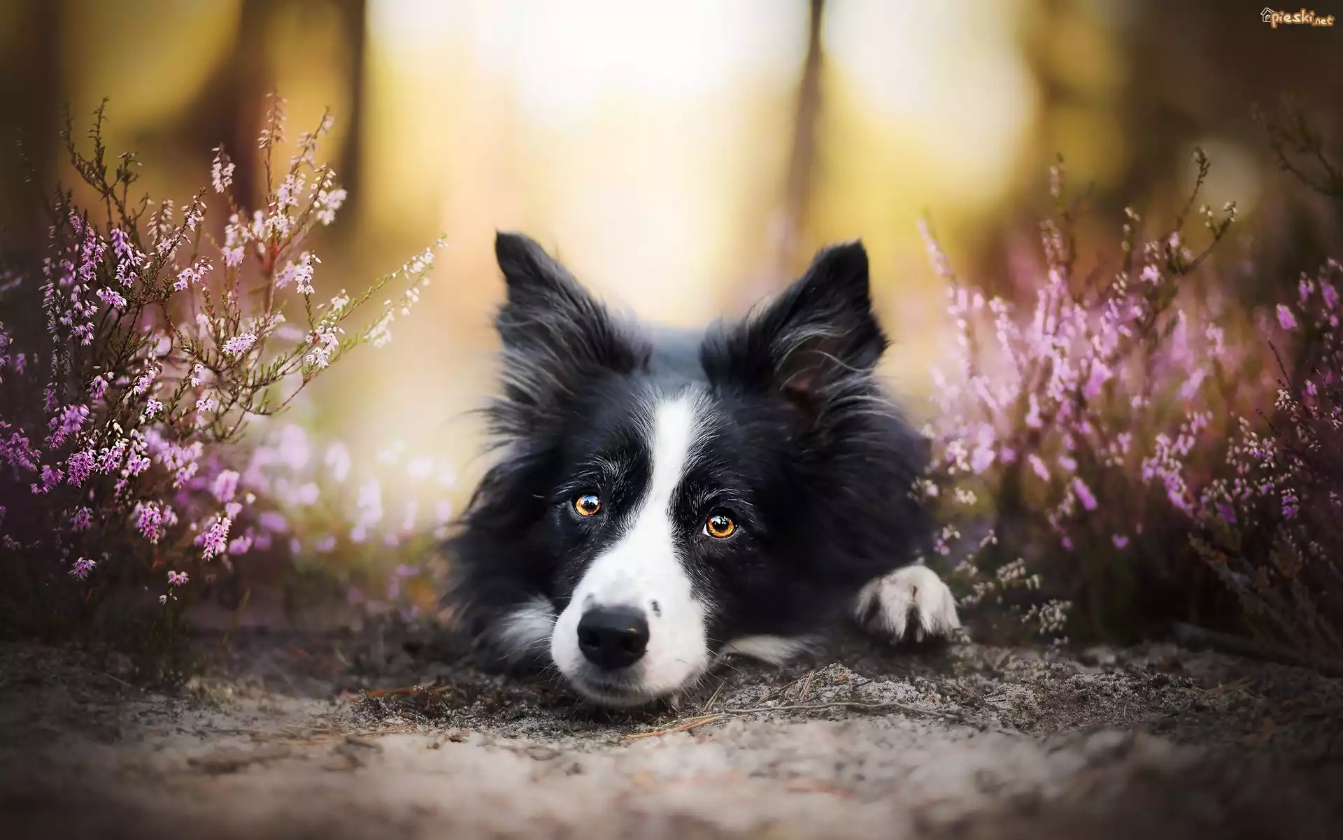 Border collie, Wrzosy