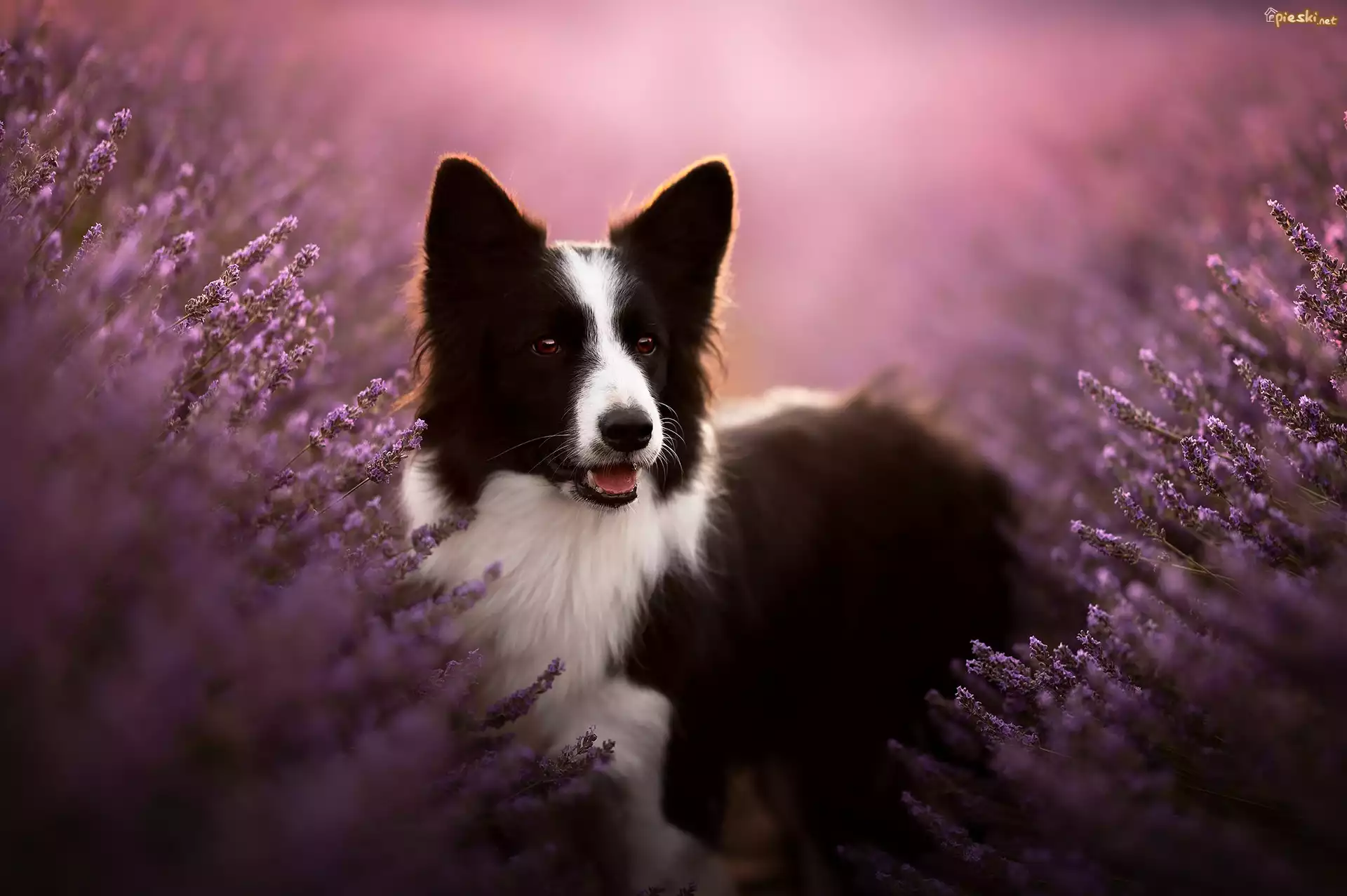Czarno-biały, Pies, Border collie, Wrzosy