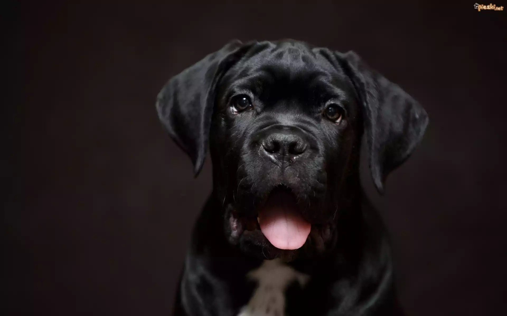 Czarny, Pies, Szczeniak, Cane Corso, Język