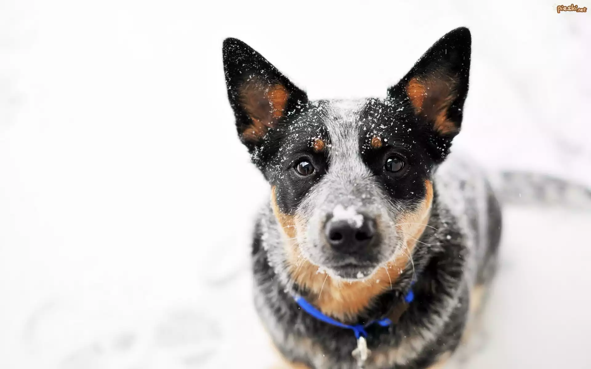 Pies, Australian cattle dog, Głowa, Spojrzenie, Śnieg