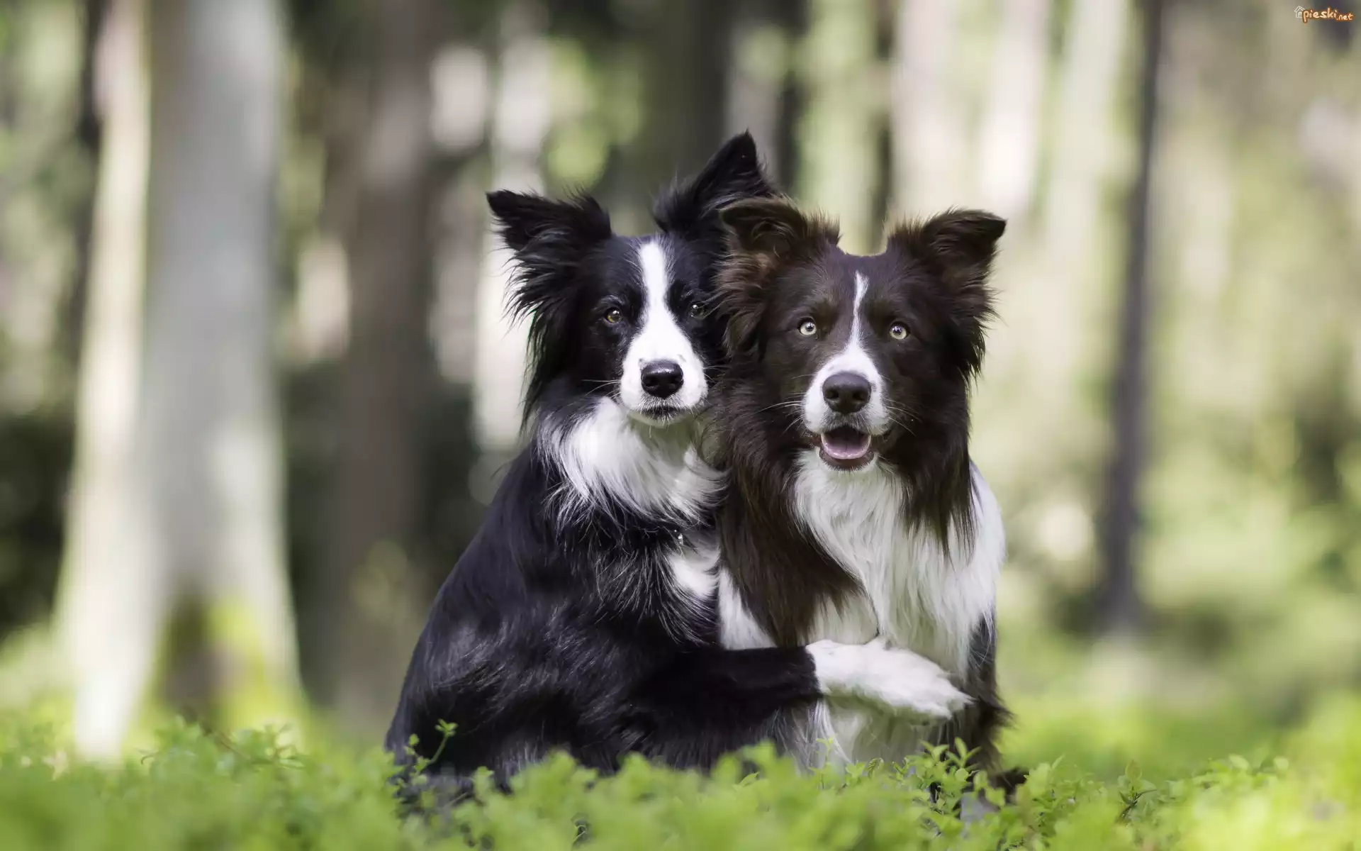 Dwa, Psy, Border collie, Las