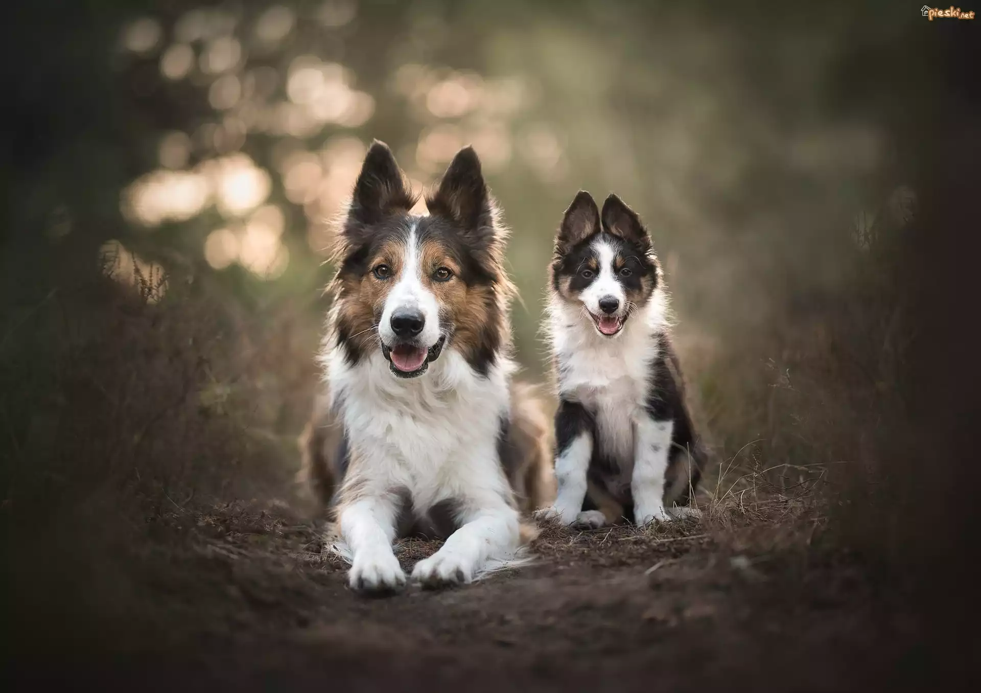 Dwa, Psy, Border collie, Szczeniak