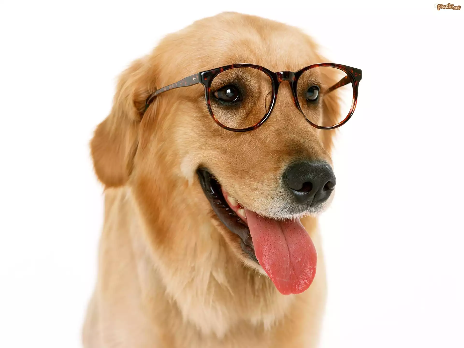 Golden, Retriever, Okulary, Język