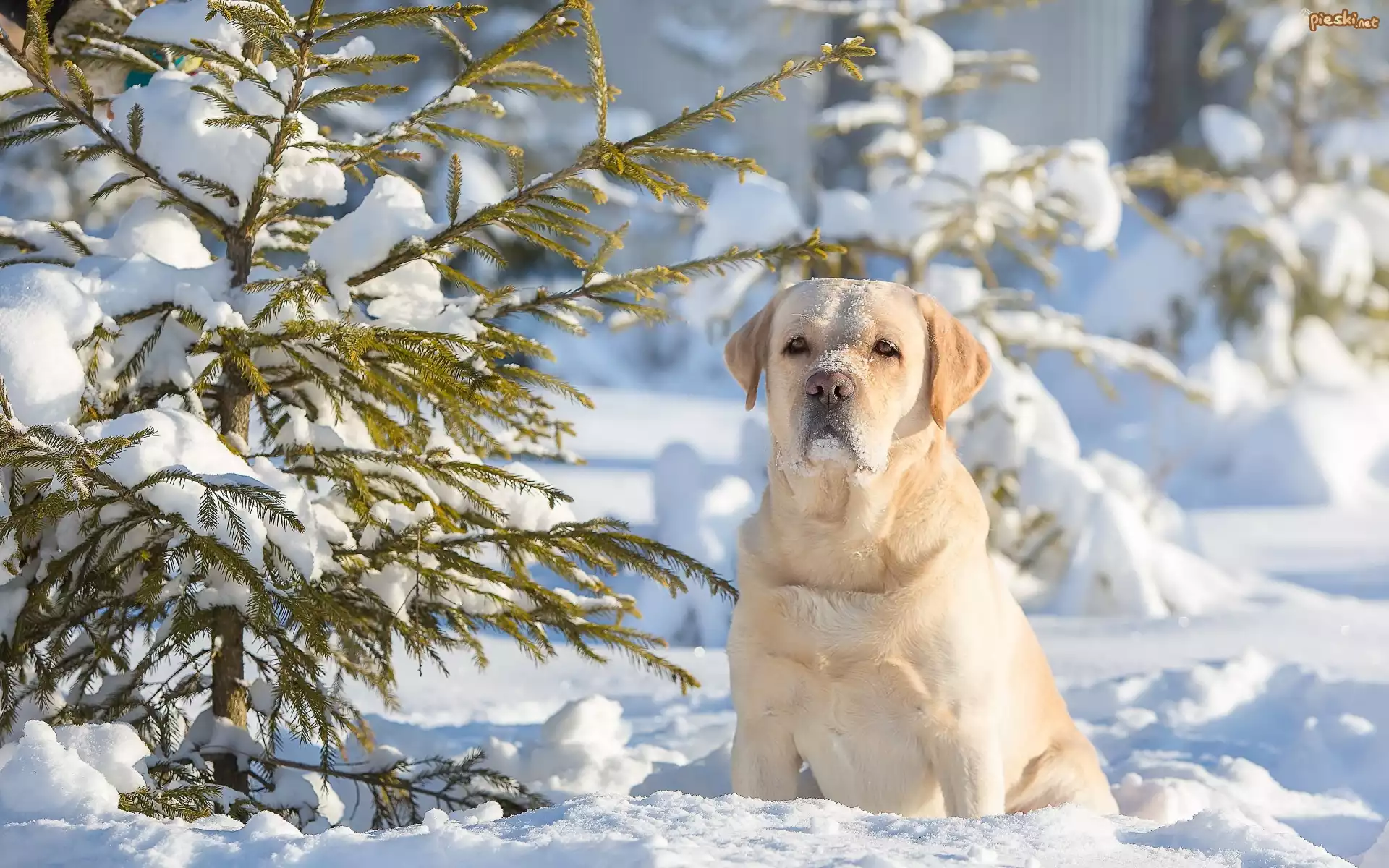 Labrador, Retriever, Śnieg, Zima, Iglaki