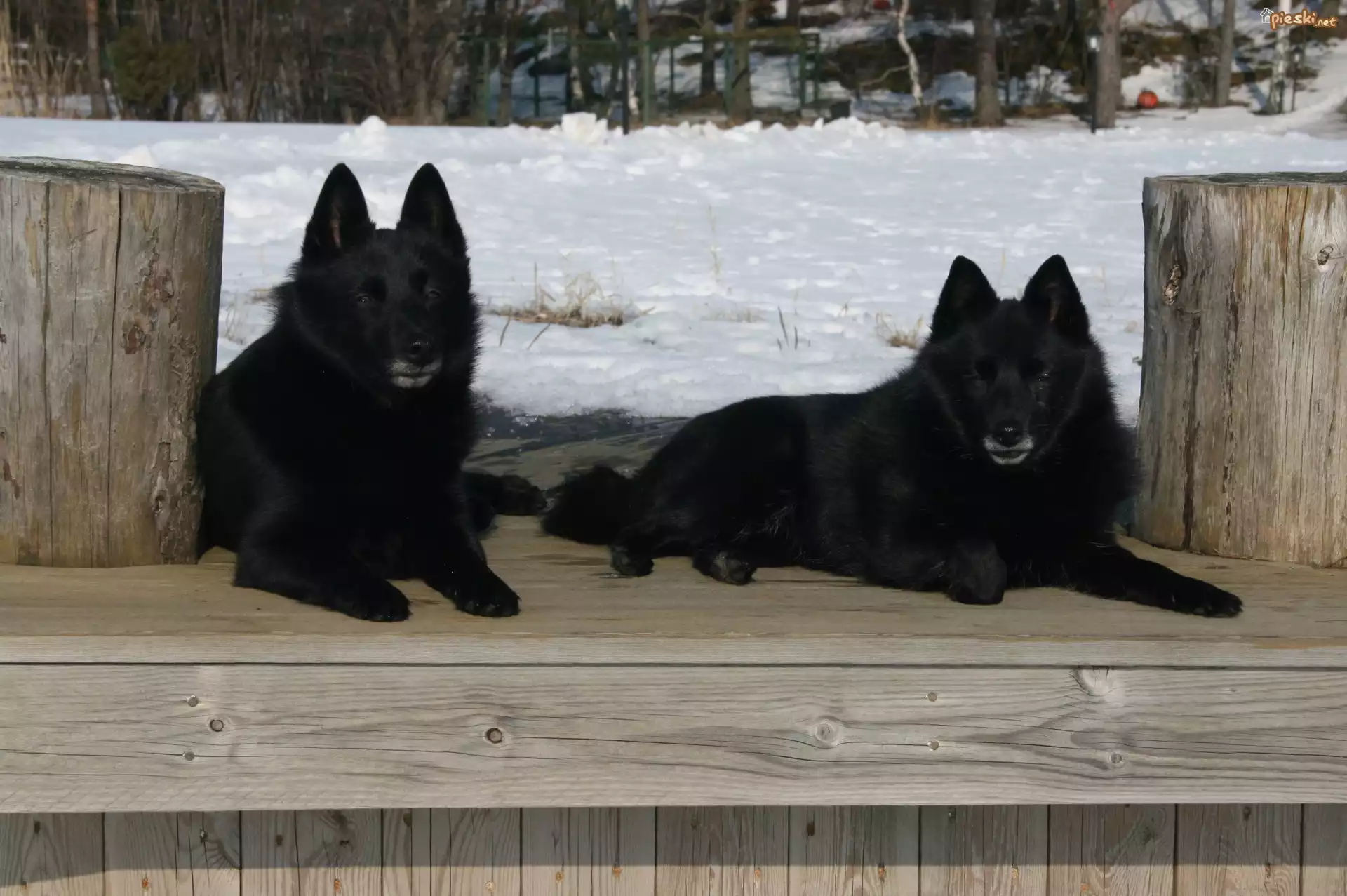 dwa, leżące, Schipperke