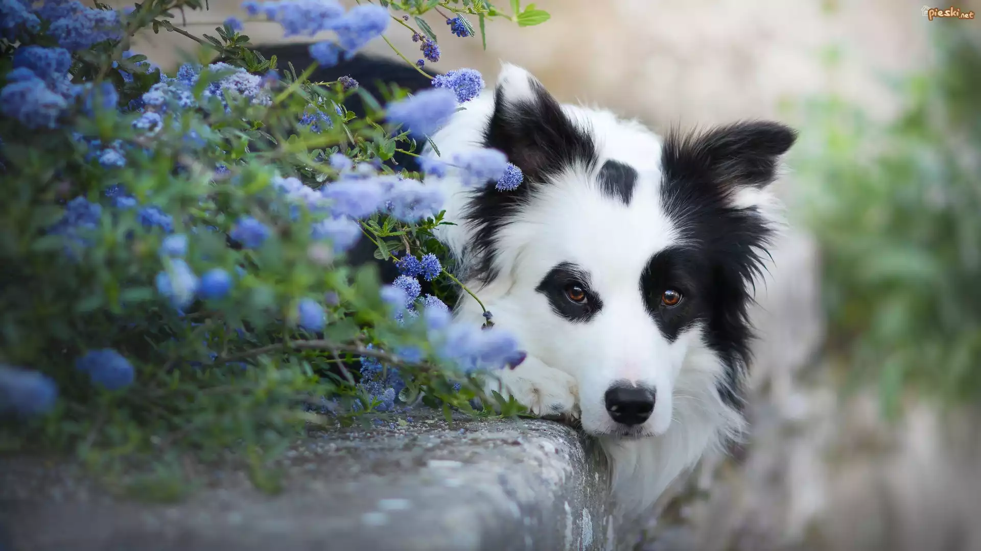 Leżący, Border collie, Mordka, Kwiaty, Krawężnik