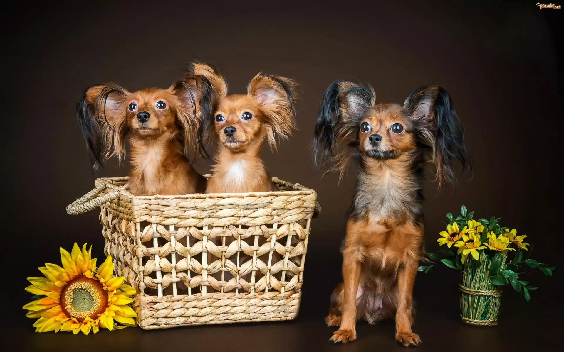 Papillony, Kosz, Kwiaty, Słonecznik