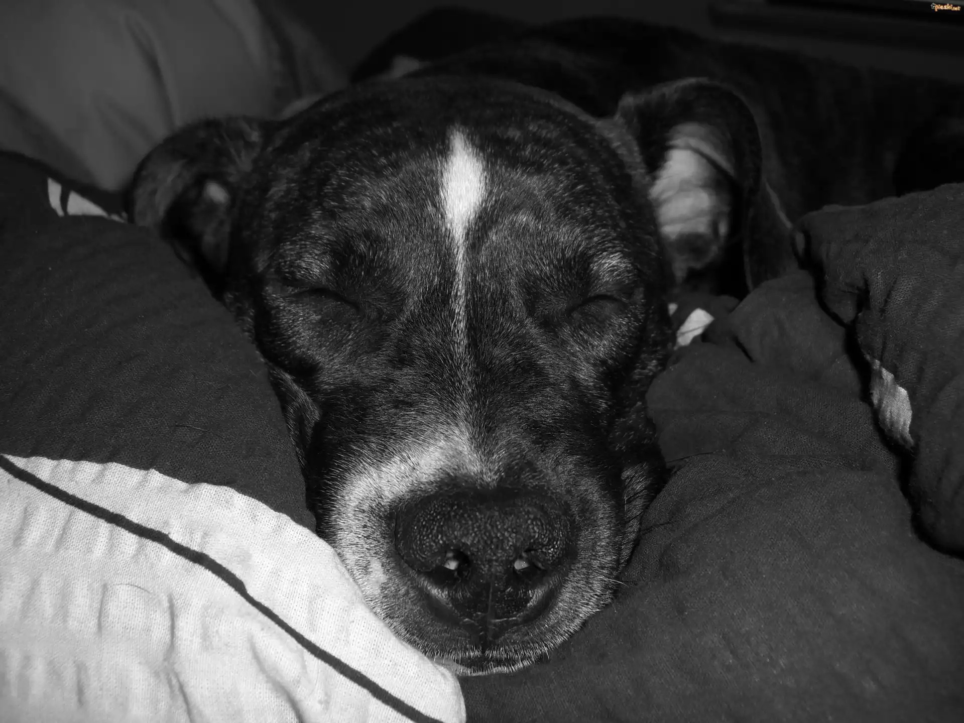 Amstaff, Śpiący, Mordka