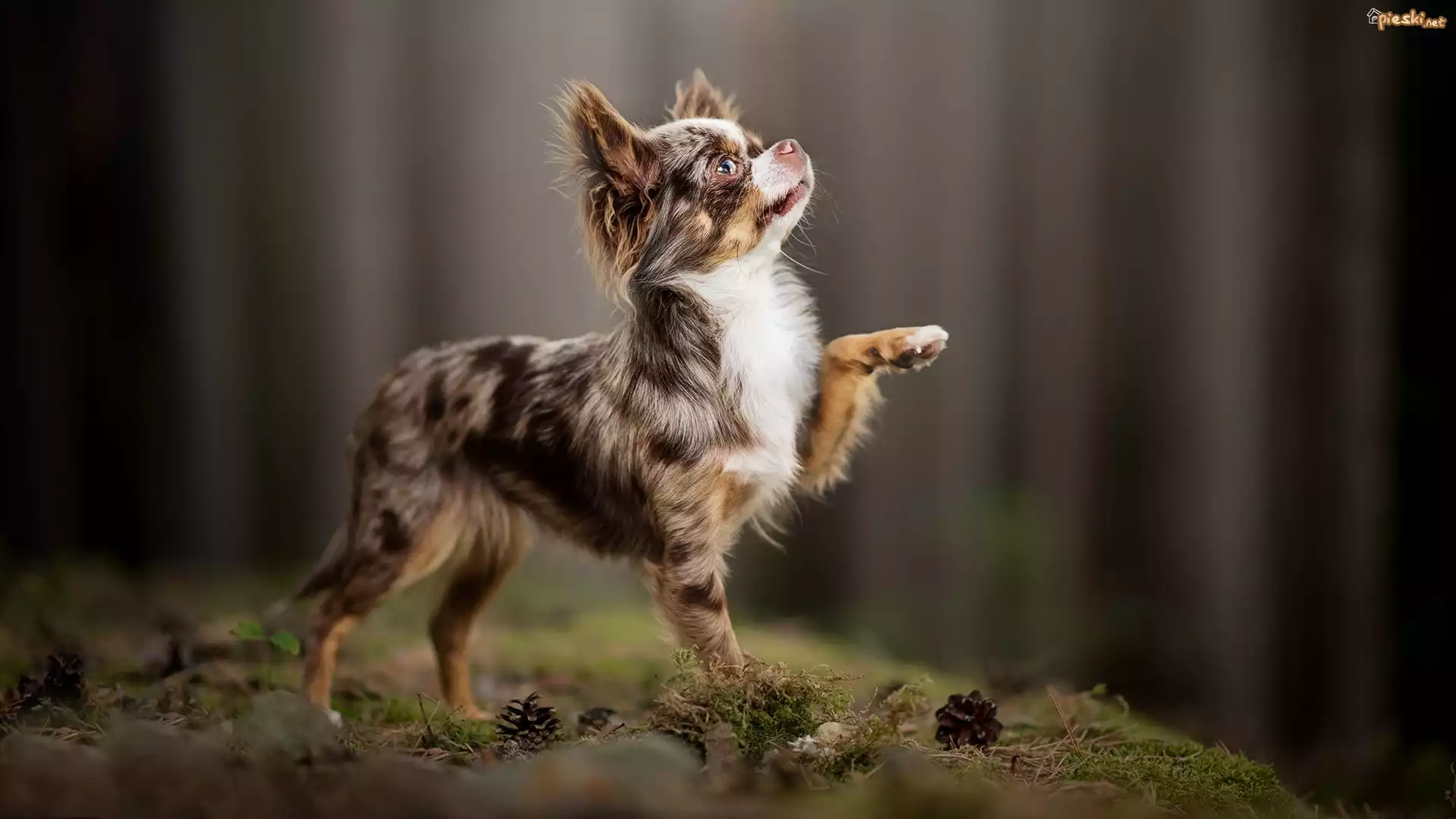 Pies, Chihuahua długowłosa, Ściółka, Szyszki