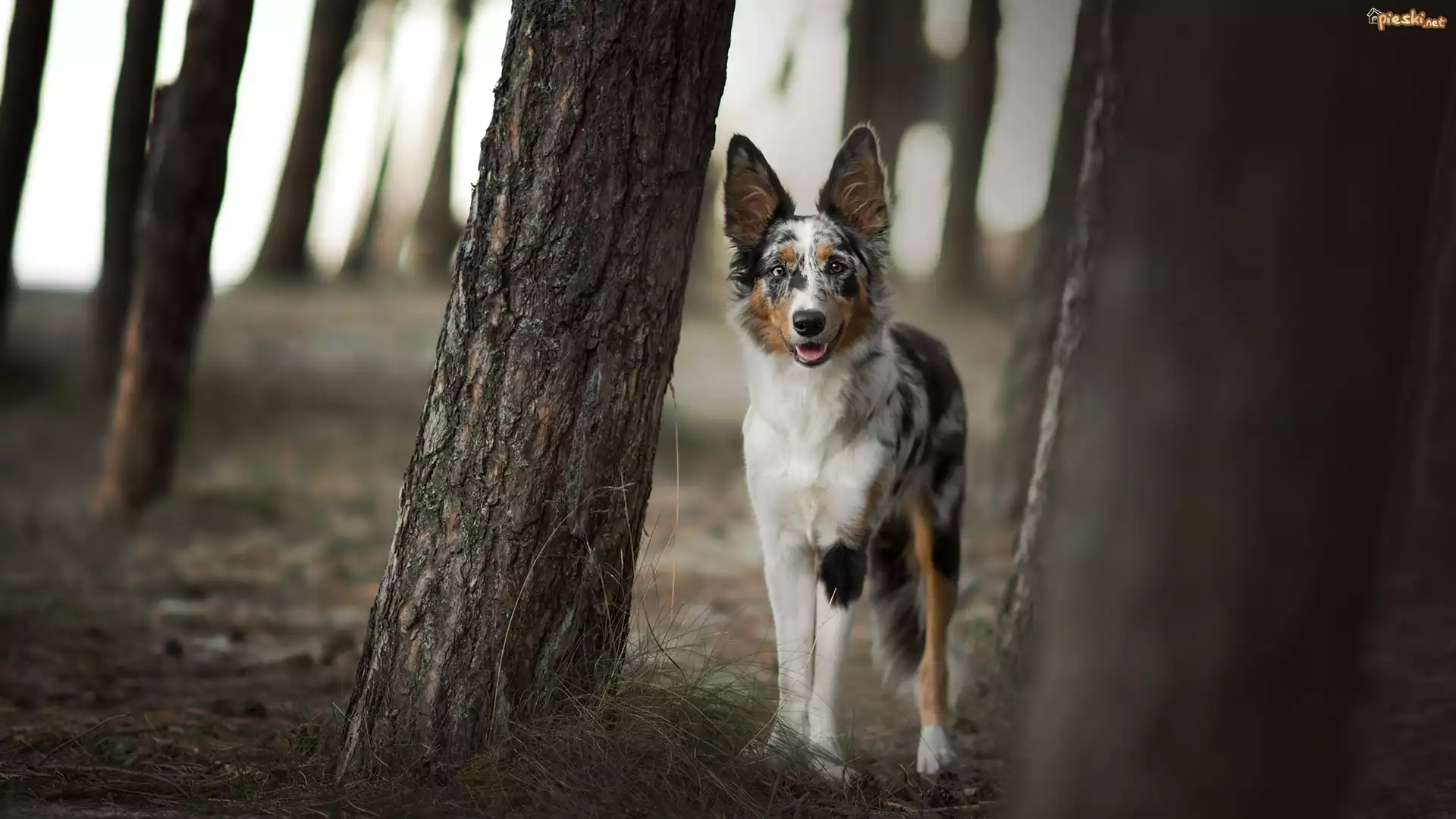 Pies, Border collie, Drzewa