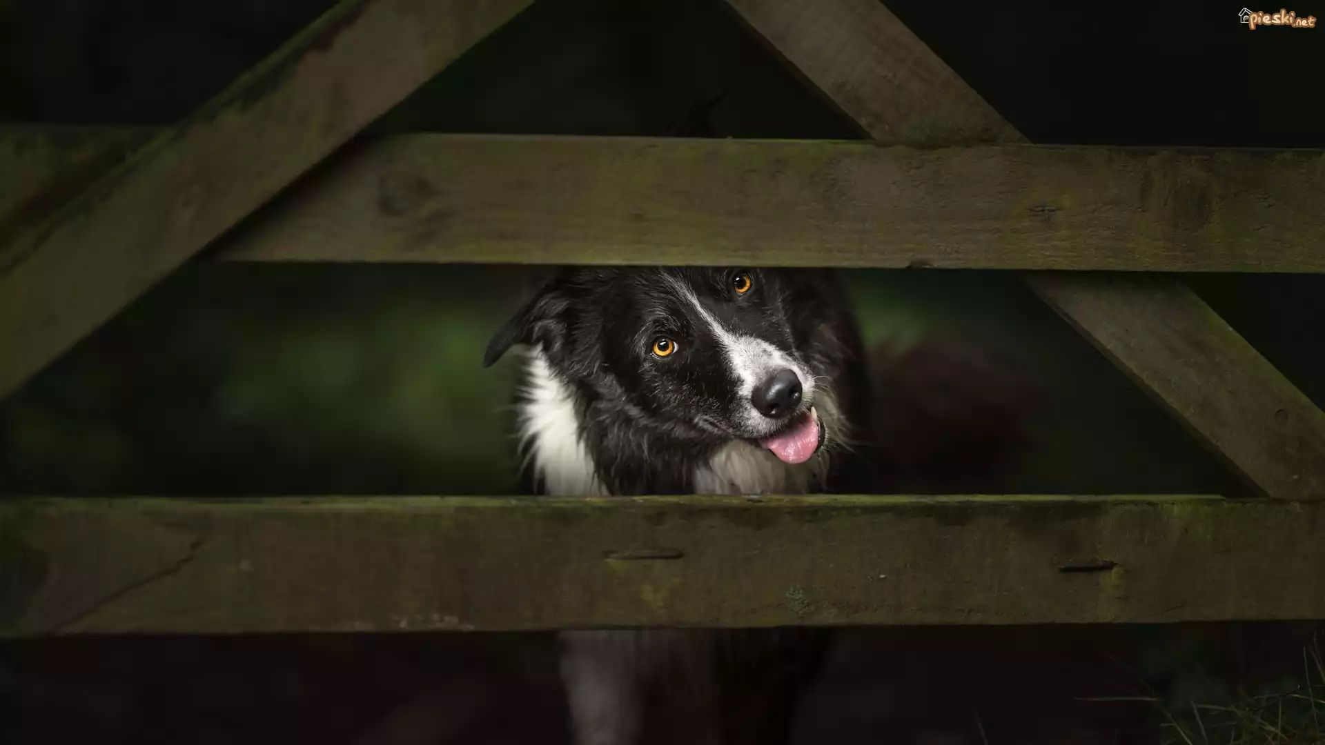 Pies, Border collie, Ogrodzenie
