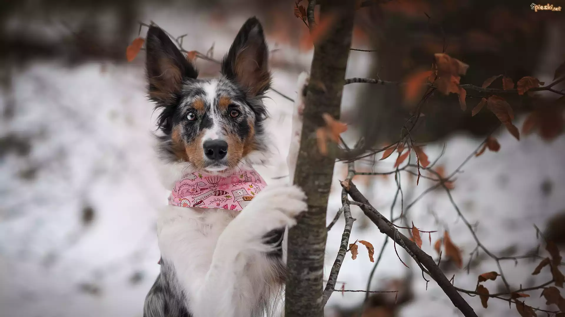 Pies, Border collie, Drzewo, Zima