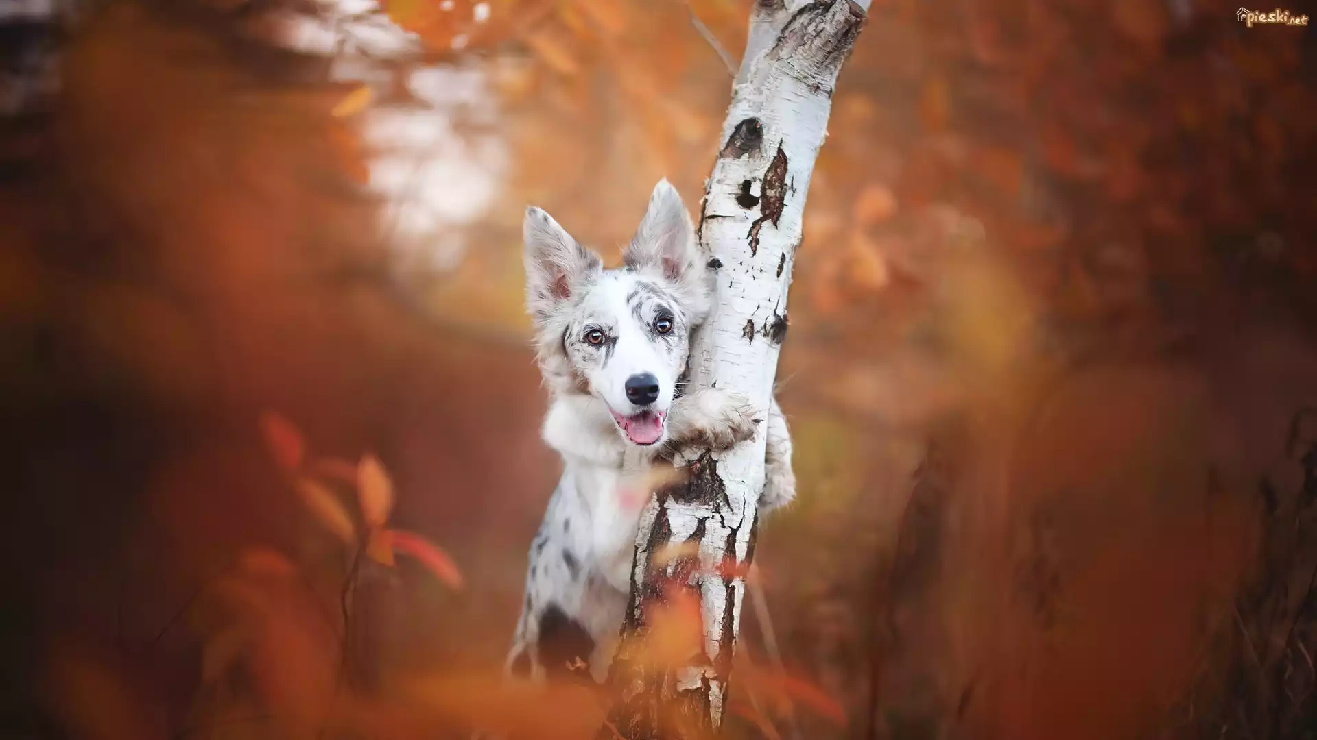 Pies, Border collie, Mordka, Drzewo, Brzoza