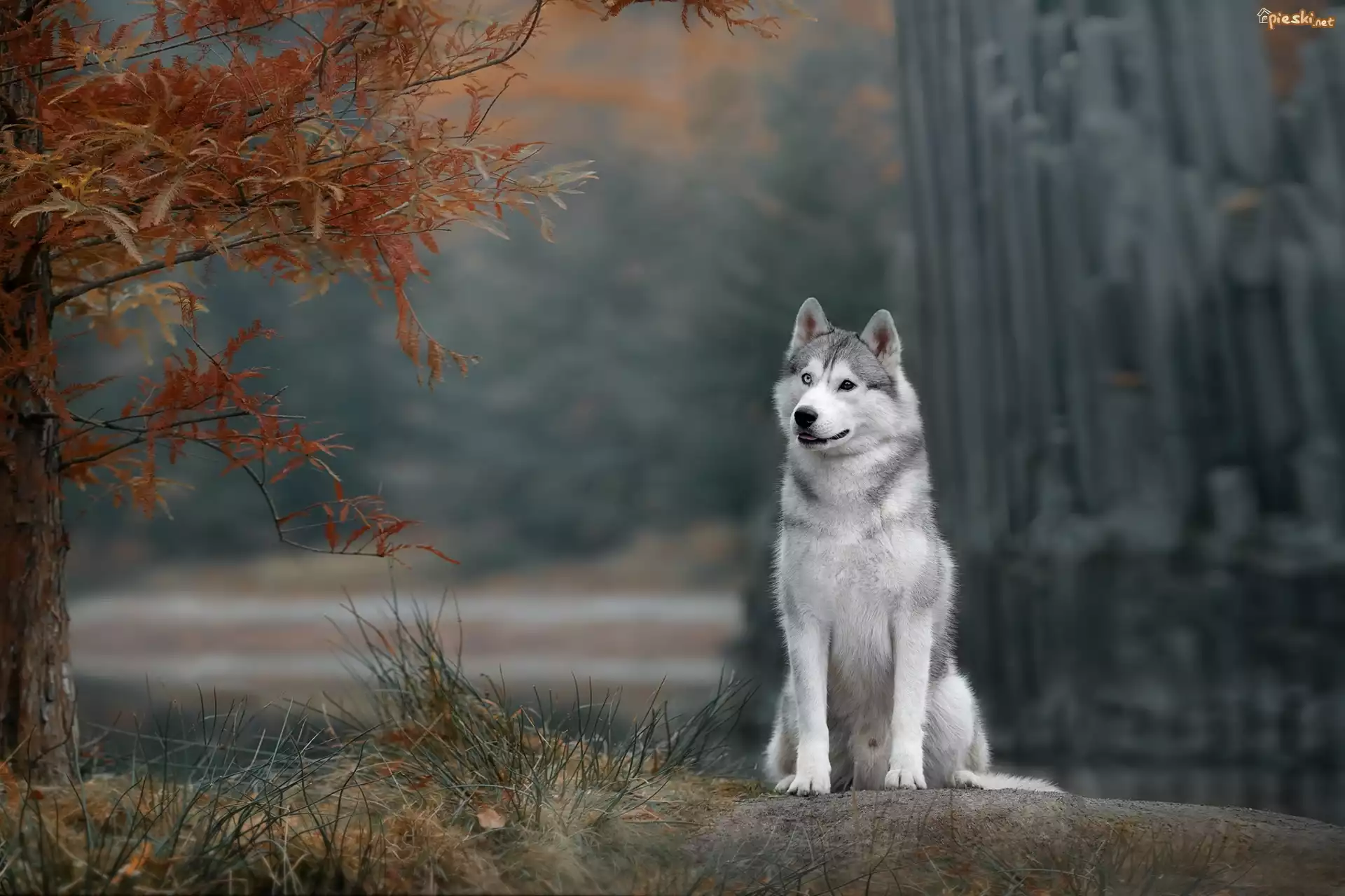 Pies, Siberian husky, Drzewo, Gałęzie