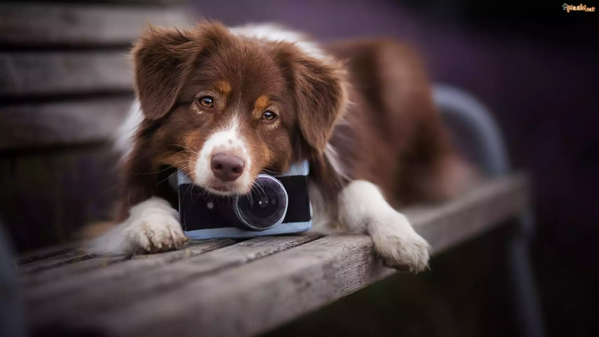 Pies, Owczarek australijski, Aparat fotograficzny, Ławka