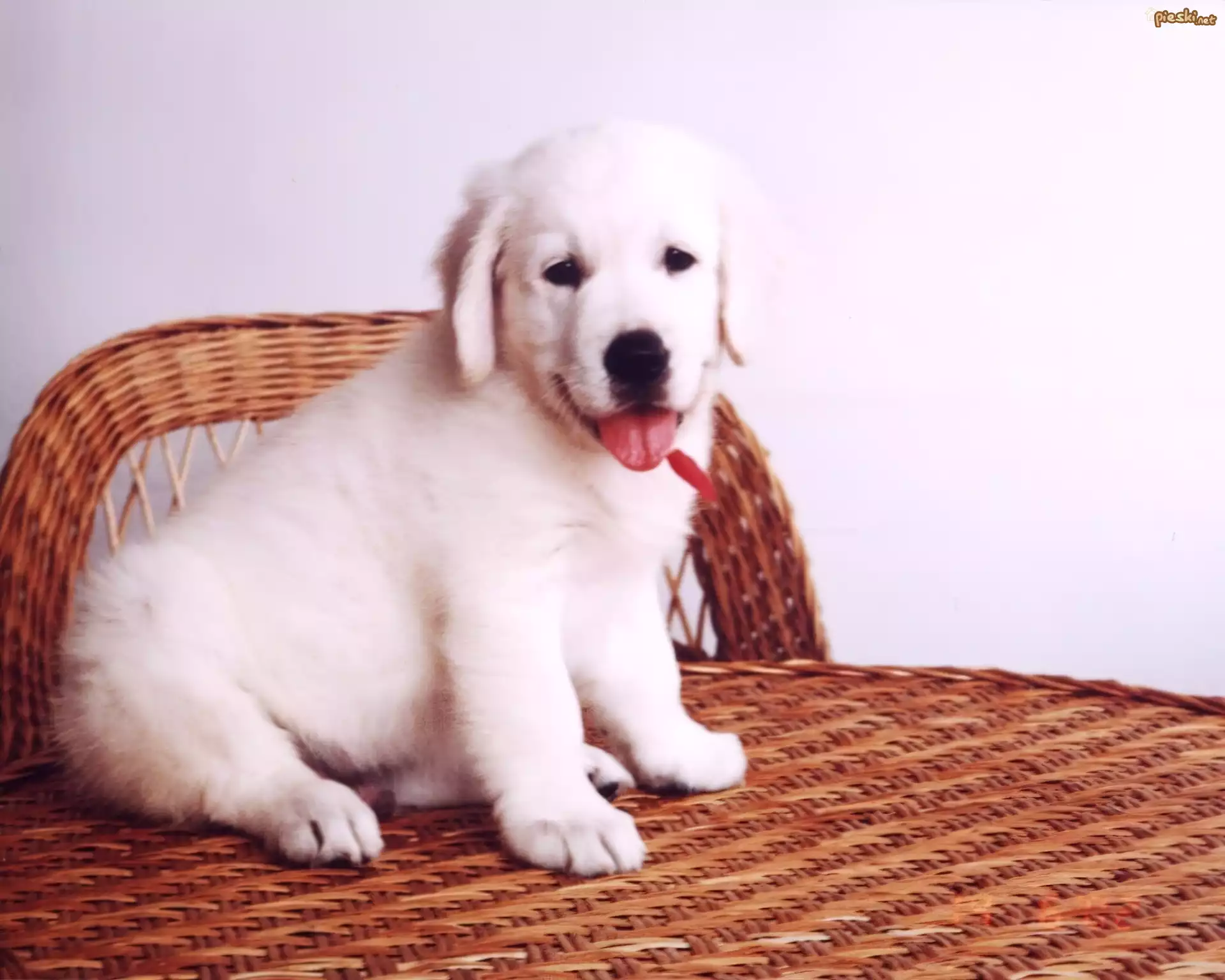 Pies, szczeniak, golden, retriever