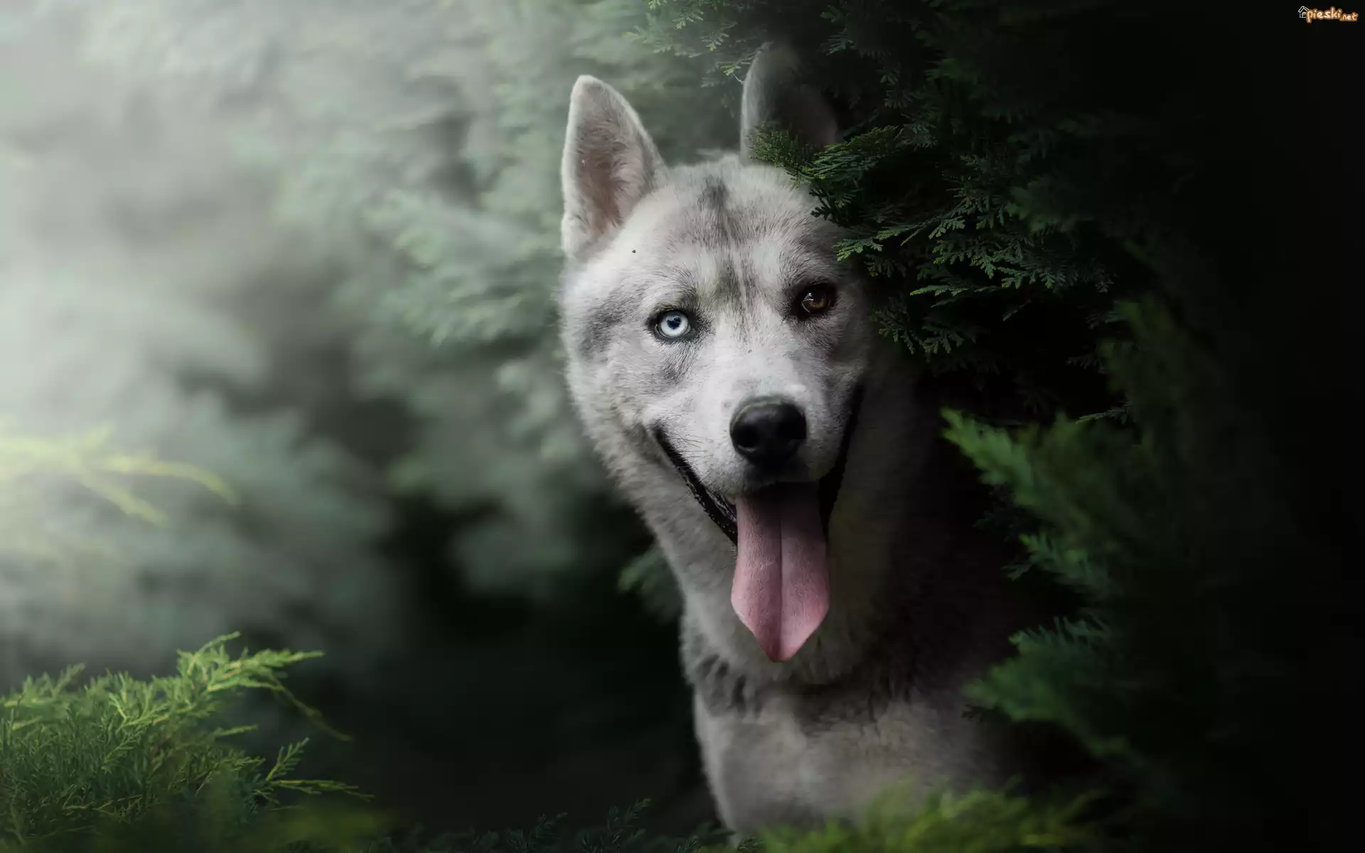 Pies, Siberian husky, Zarośla