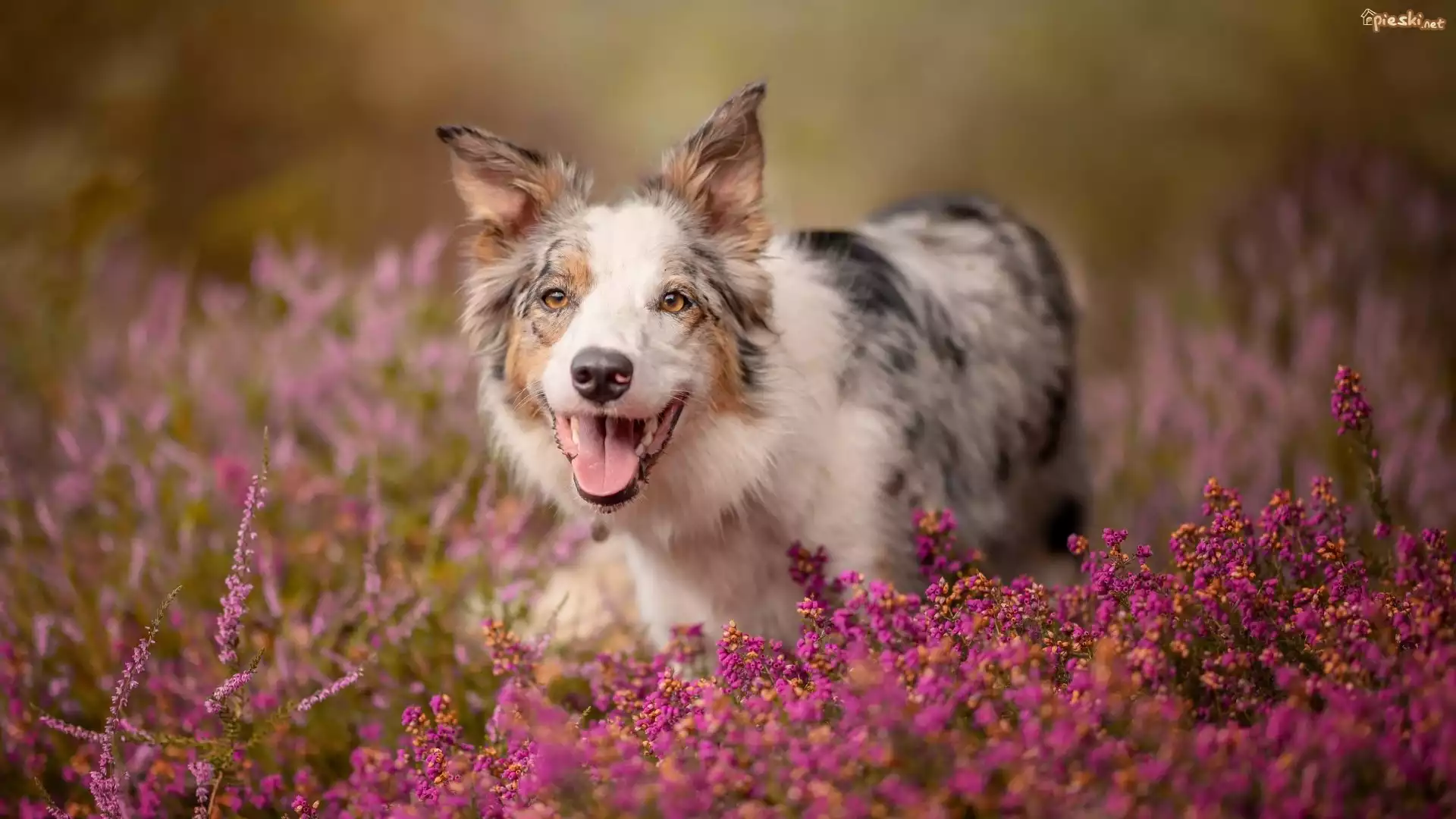 Pies, Border collie, Kwiaty, Wrzośce