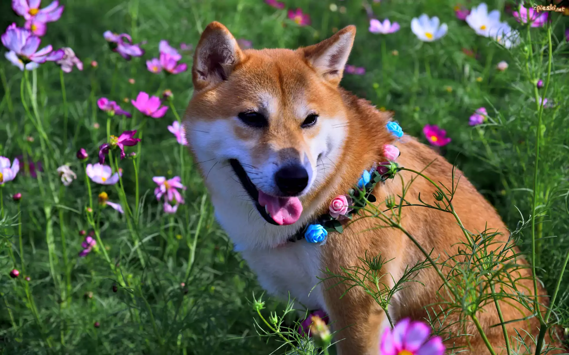 Pies, Shiba inu, Obroża, Kwiaty, Kosmea