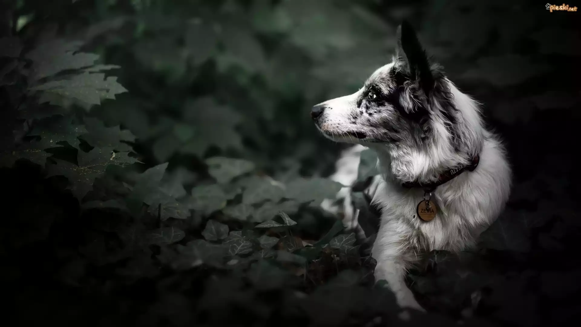 Pies, Border collie, Mordka, Liście, Bluszcz