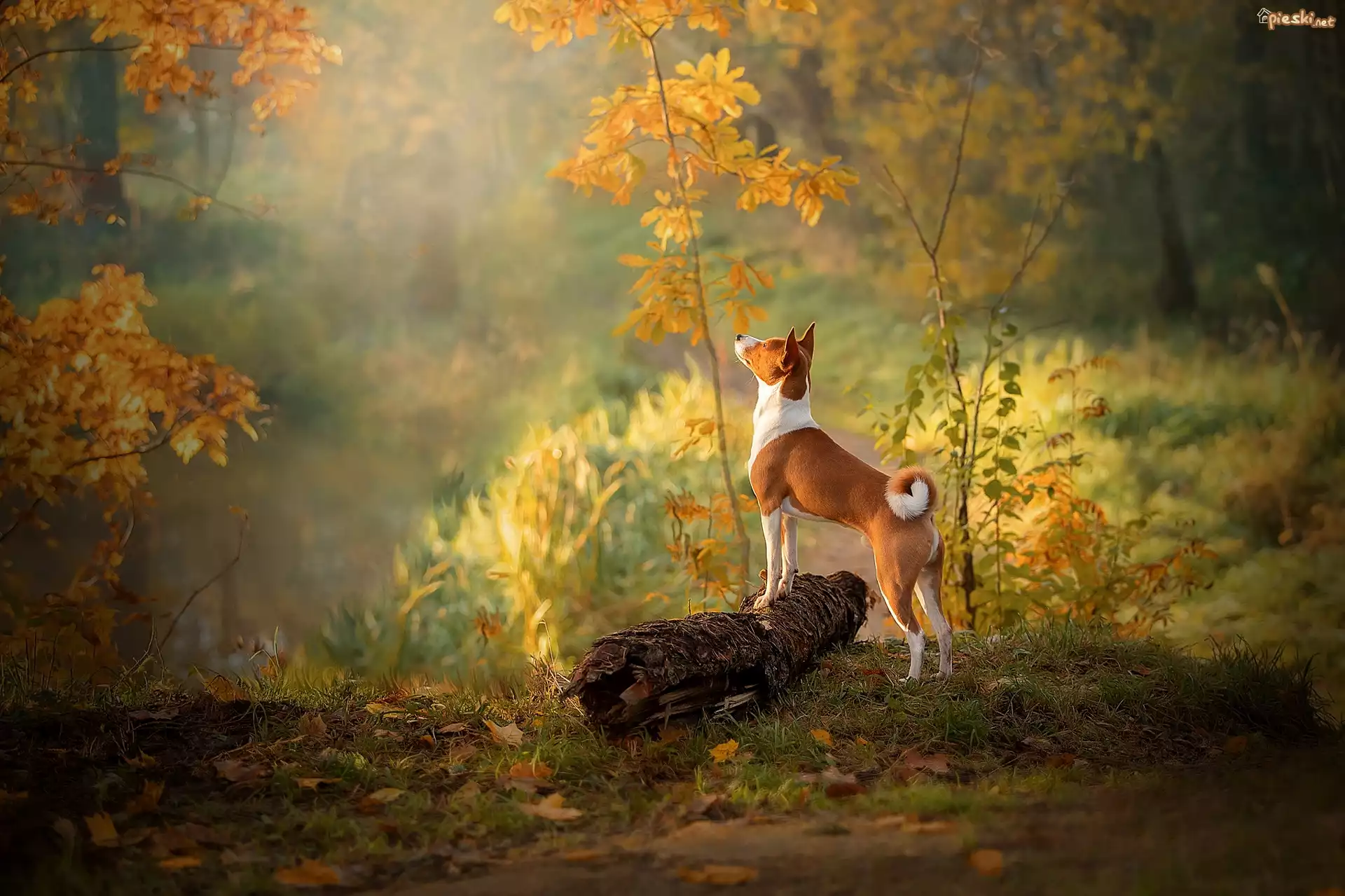 Pies, Basenji, Kłoda, Drzewka, Liście, Jesień