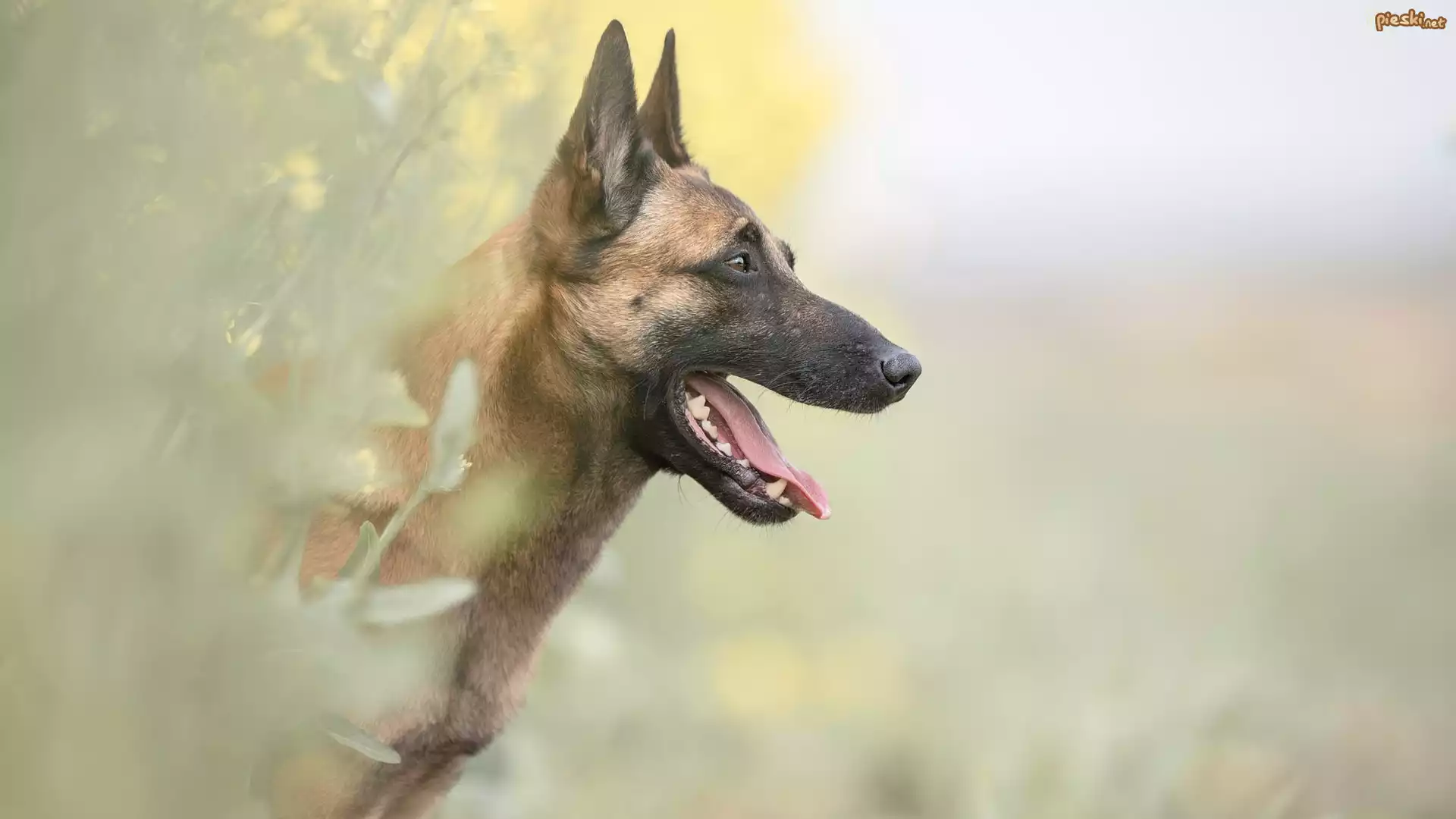 Pies, Owczarek belgijski malinois, Mordka