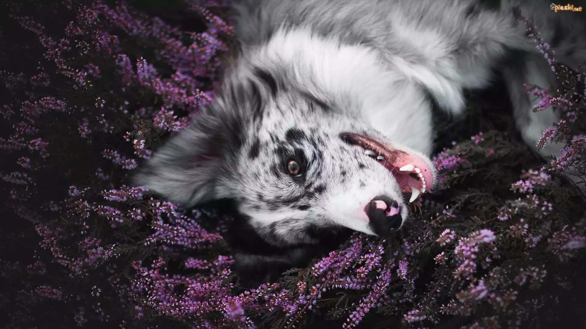 Pies, Border collie, Mordka, Wrzos