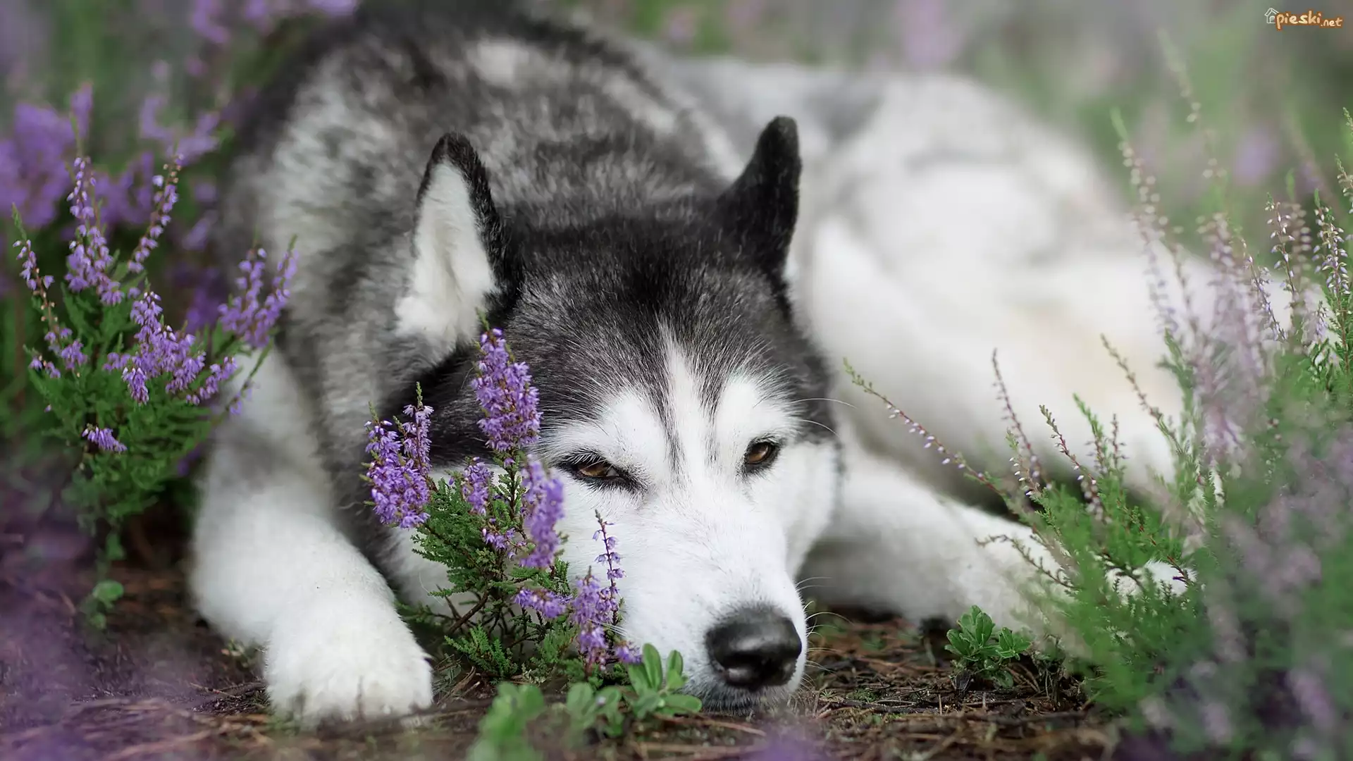 Pies, Siberian husky, Mordka, Wrzos