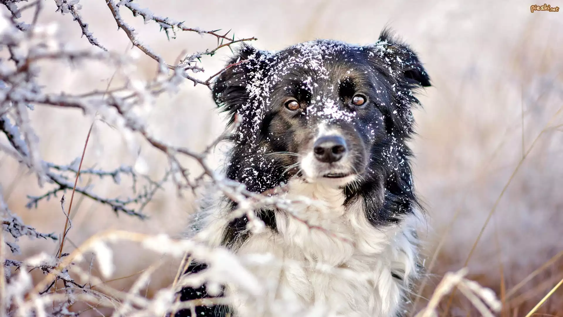 Pies, Border collie, Śnieg, Gałązki