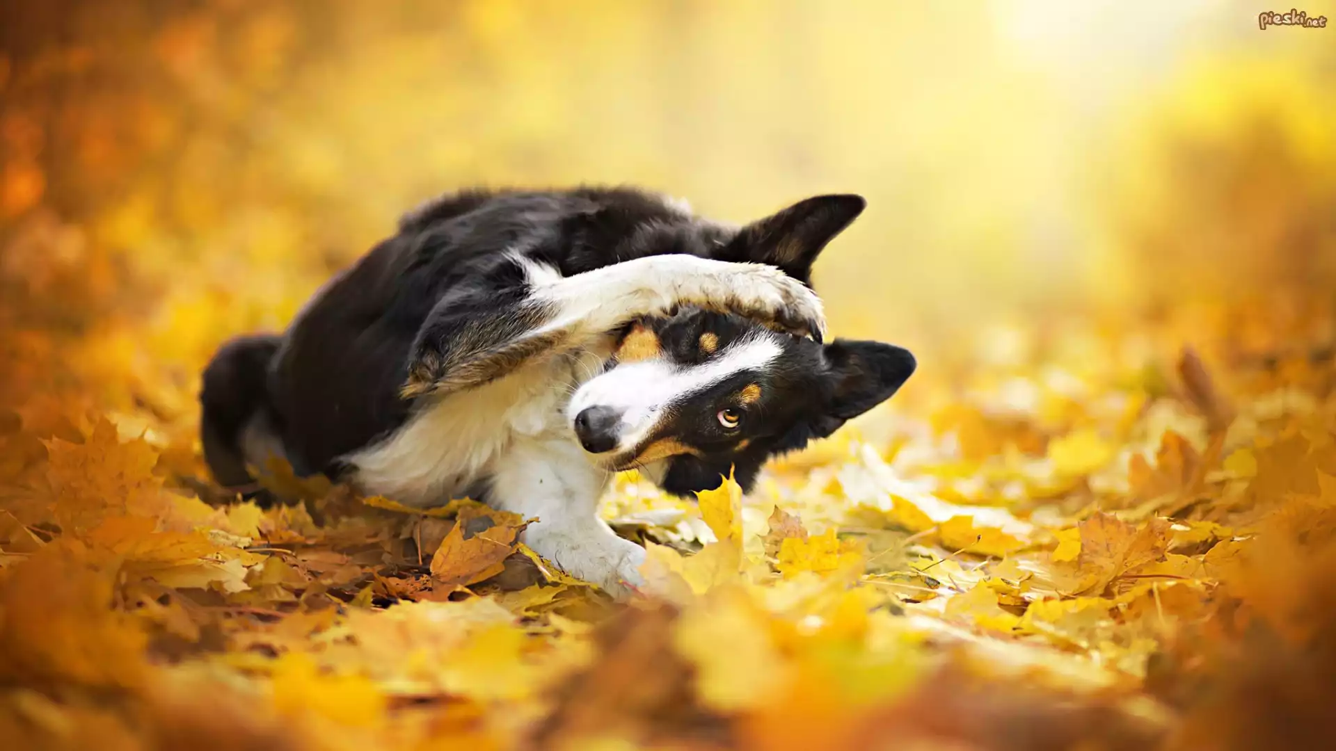 Pies, Border collie, Żółte, Liście