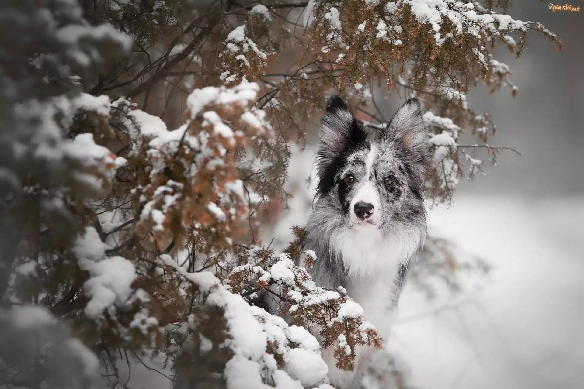 Pies, Border collie, Ośnieżone, Gałązki