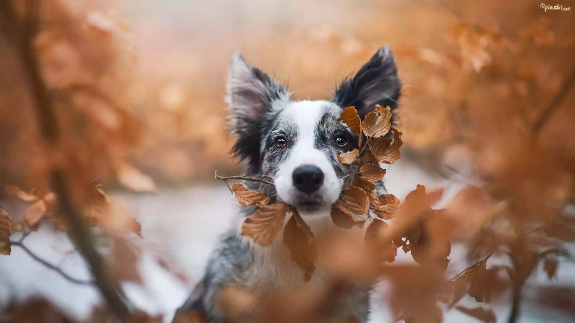 Pies, Border collie, Mordka, Pożółkłe, Liście