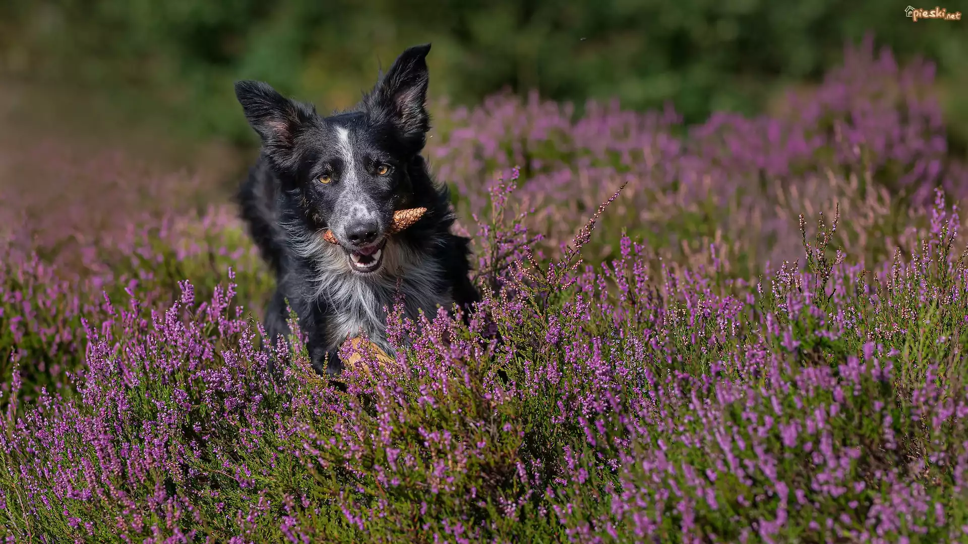 Pies, Border collie, Szyszka, Wrzosy