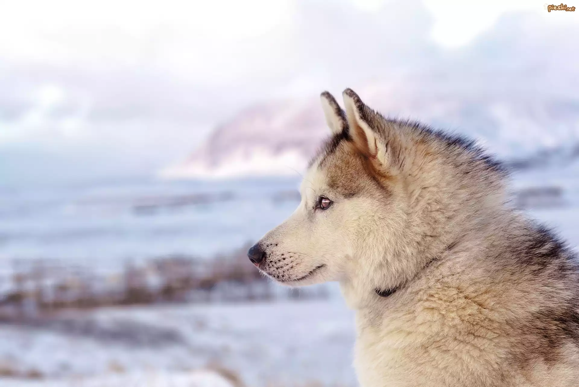 Zima, Pies, Siberian husky, Profil, Głowa, Rozmyte Tło