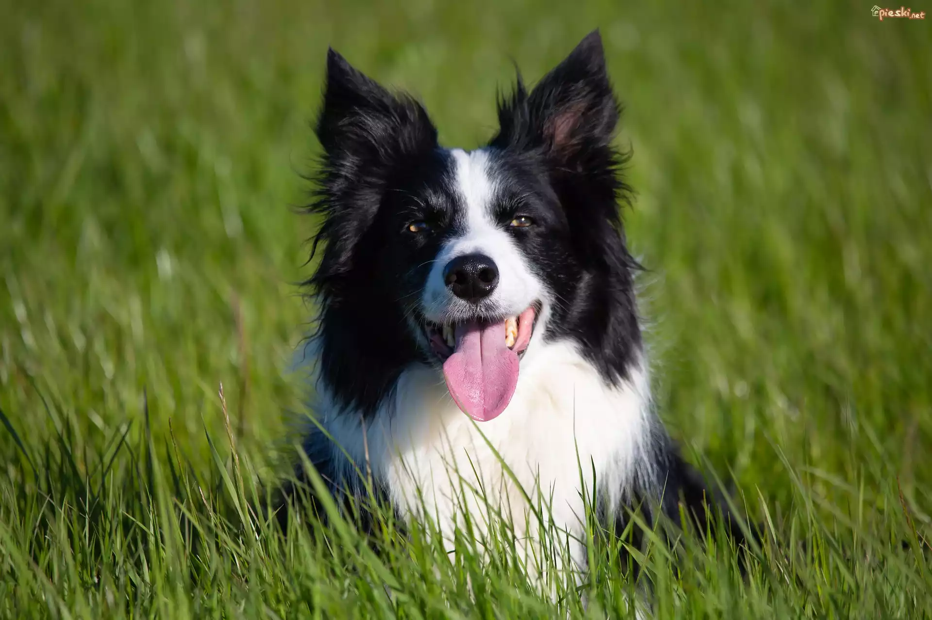 Pies, Border collie, Zielona, Trawa