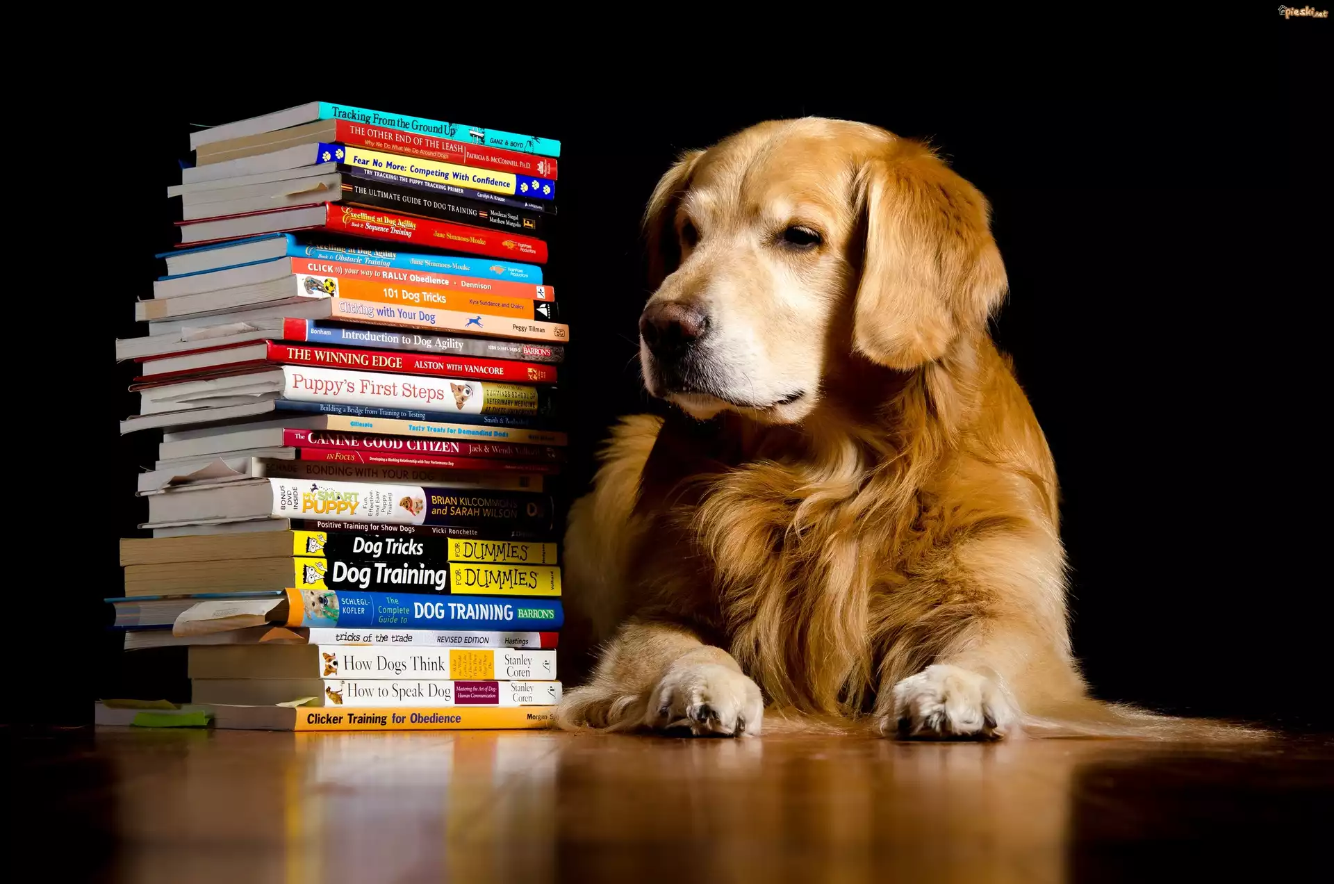 Pies, Golden retriever, Książki
