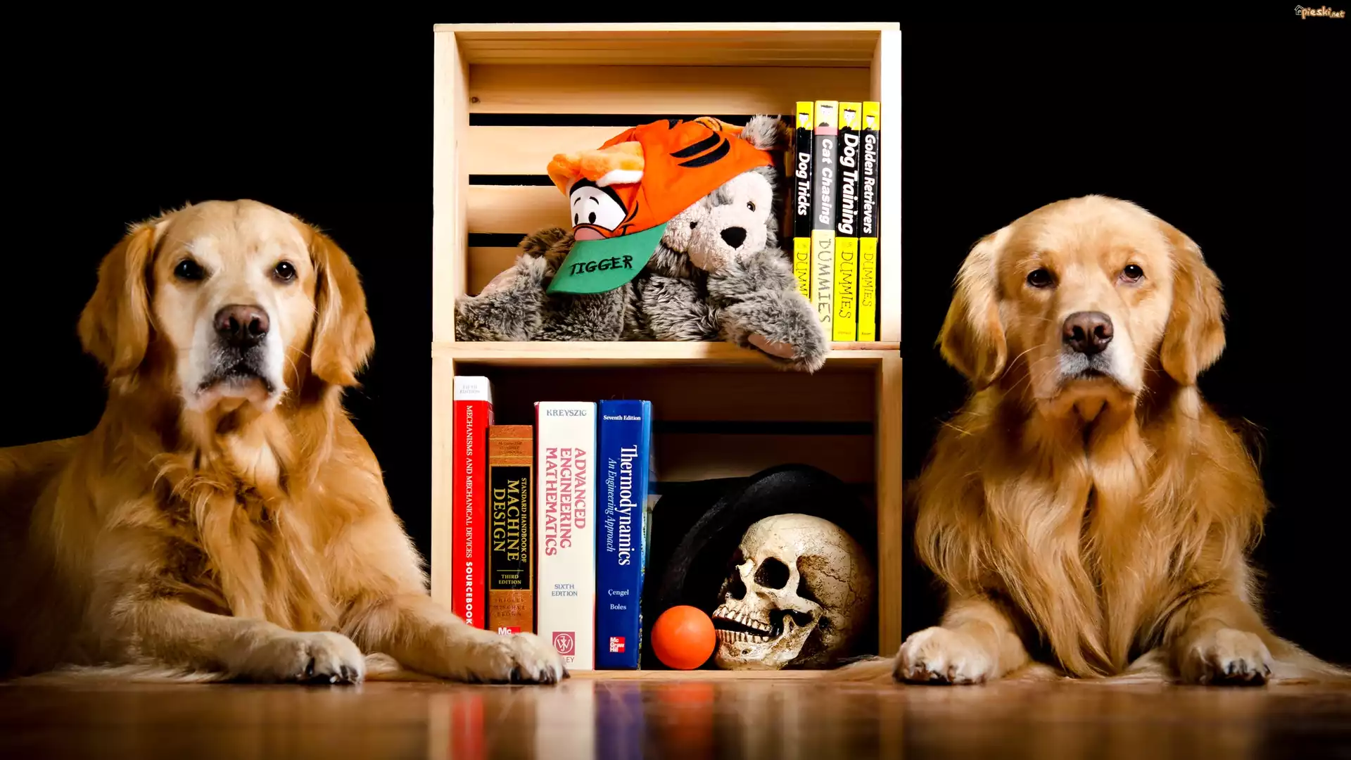 Dwa, Psy, Golden retrievery, Książki